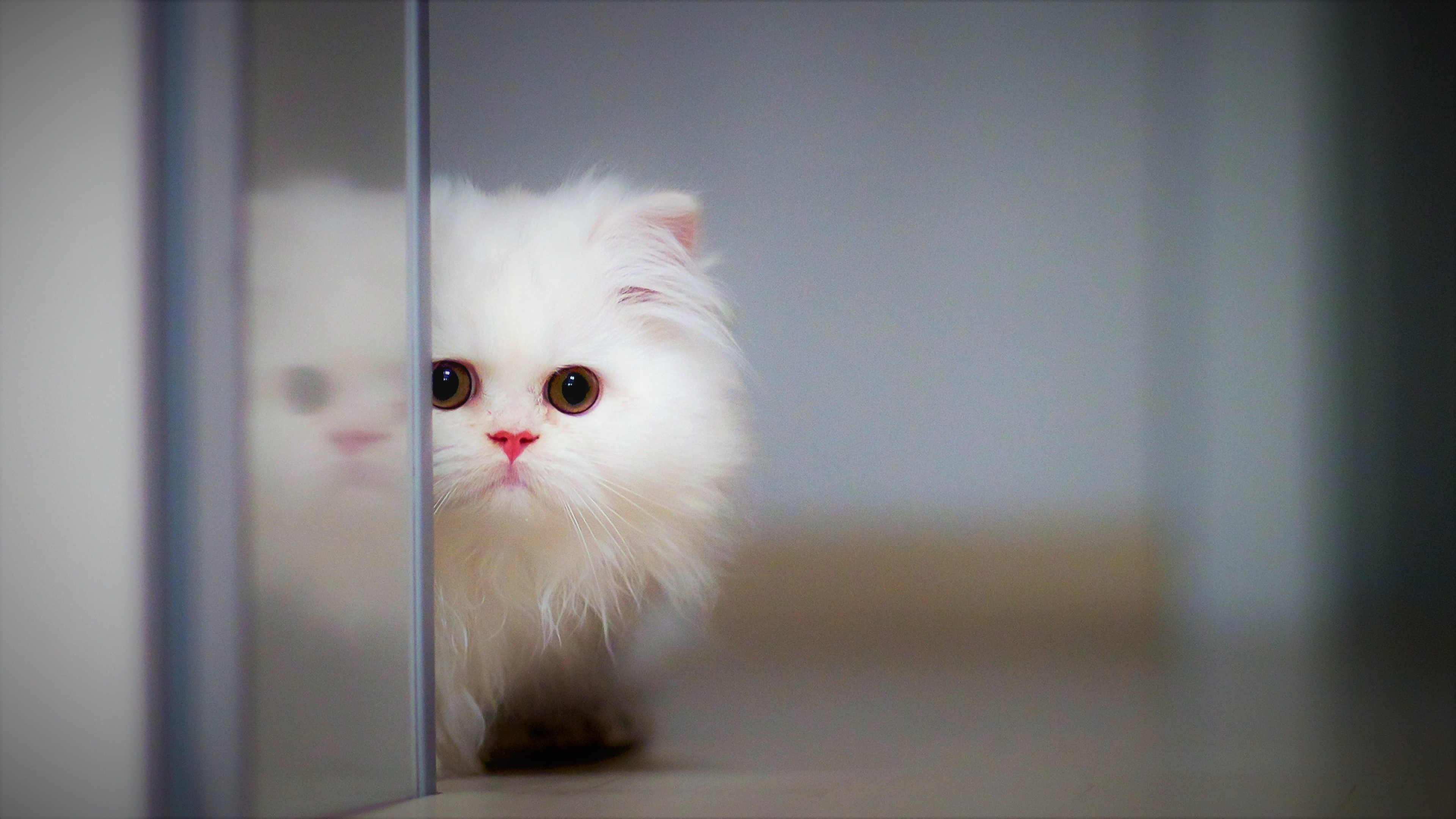 cute kitten wallpaper
