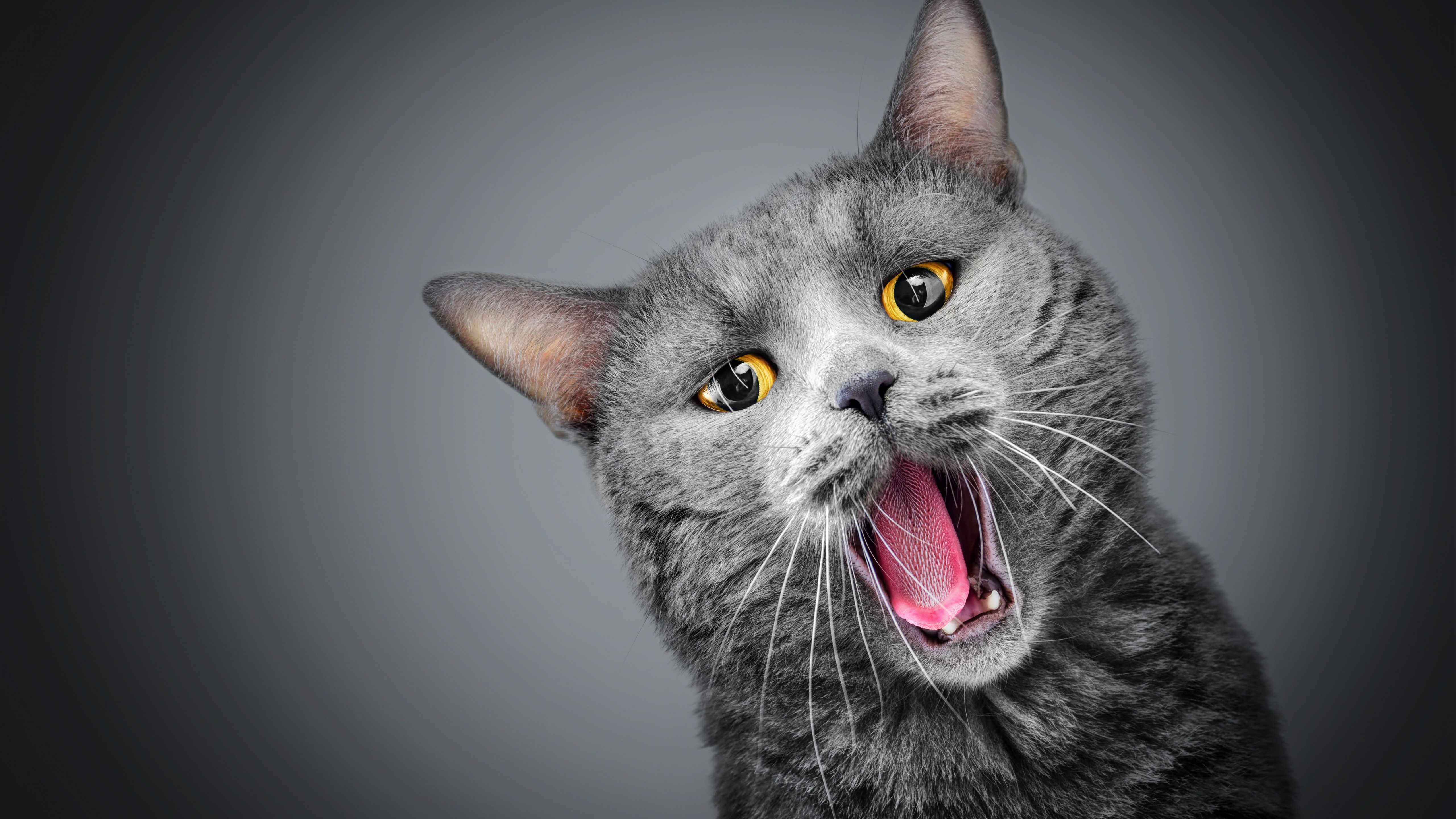 Вопли котов. Смешной кот. Кот мяукает. Кот серый. Кошка с открытым ртом.