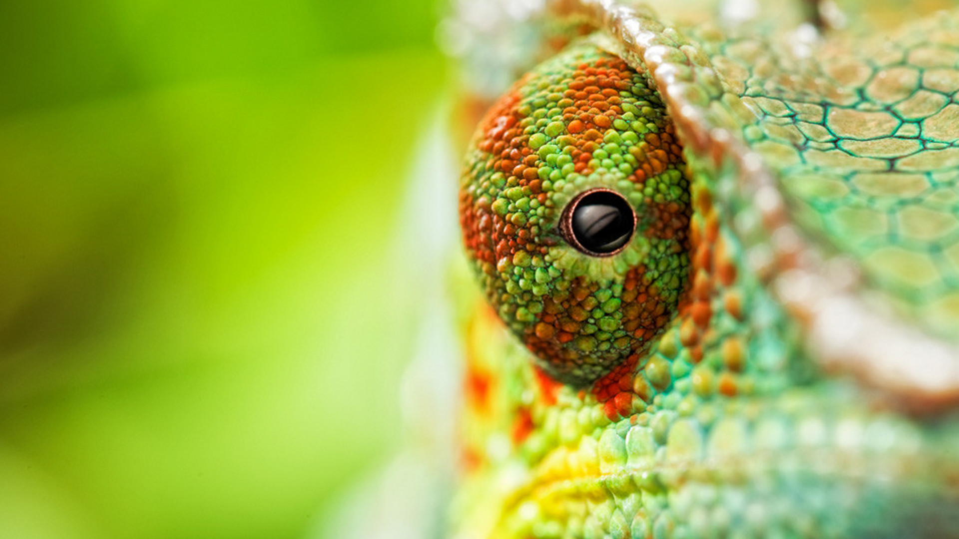 Wallpaper chameleon, eyes, 4k, Animals #14987
