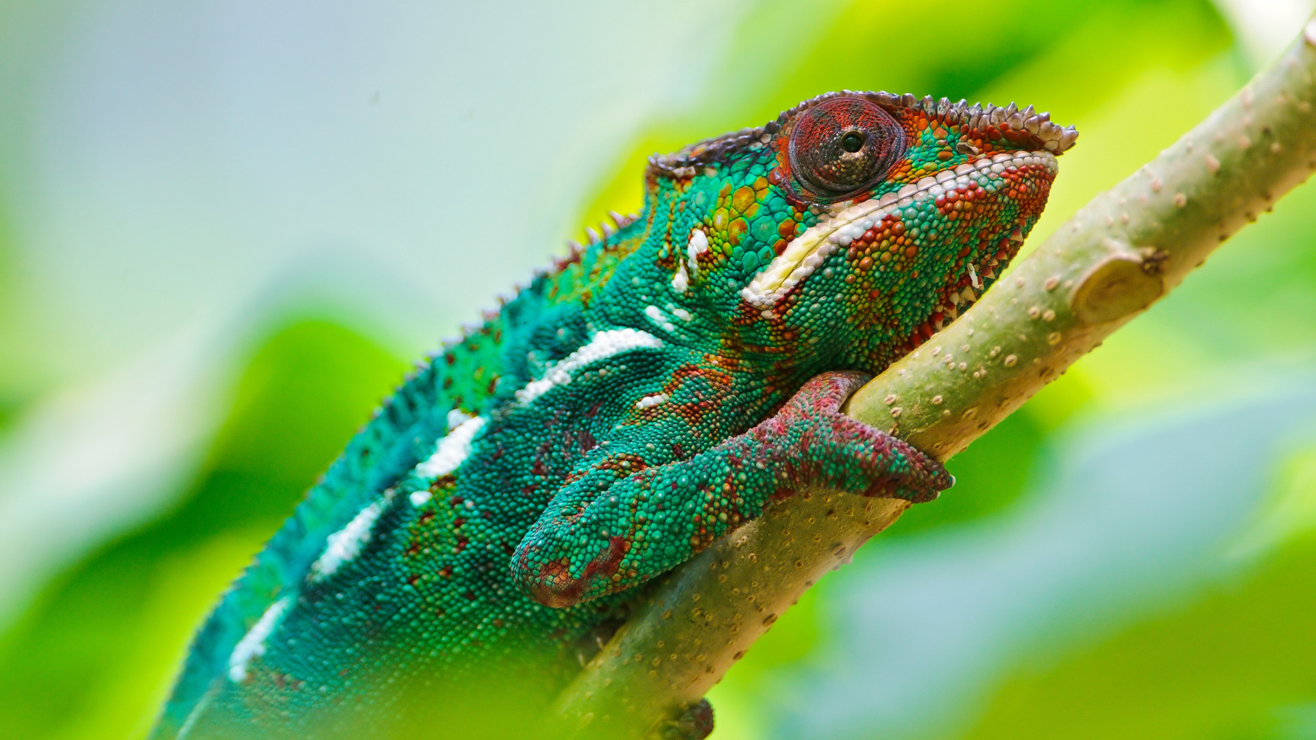Chameleon Phone Wallpapers  Top Free Chameleon Phone Backgrounds   WallpaperAccess