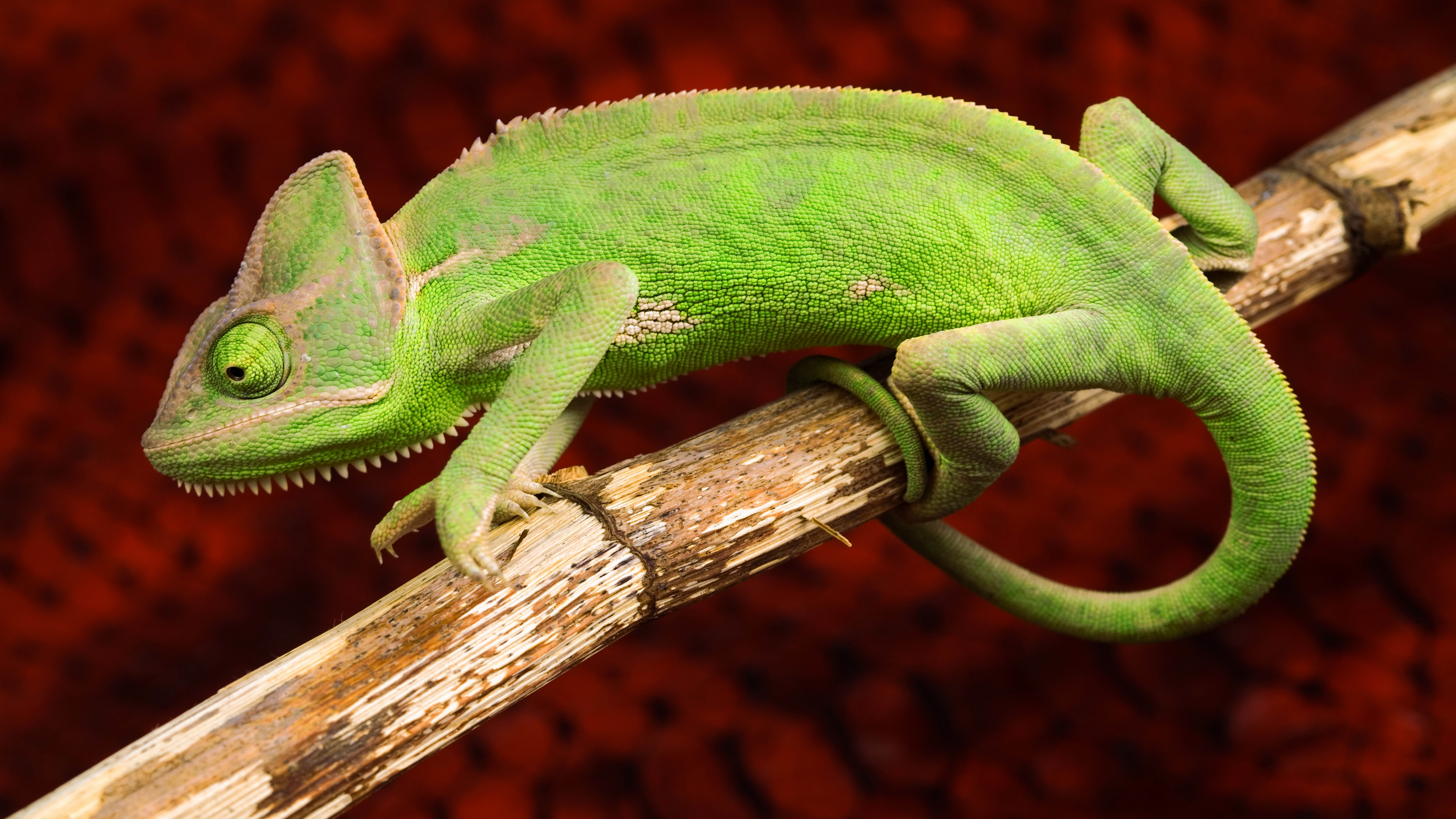Wallpaper Chameleon Lizard Green Animals 5375