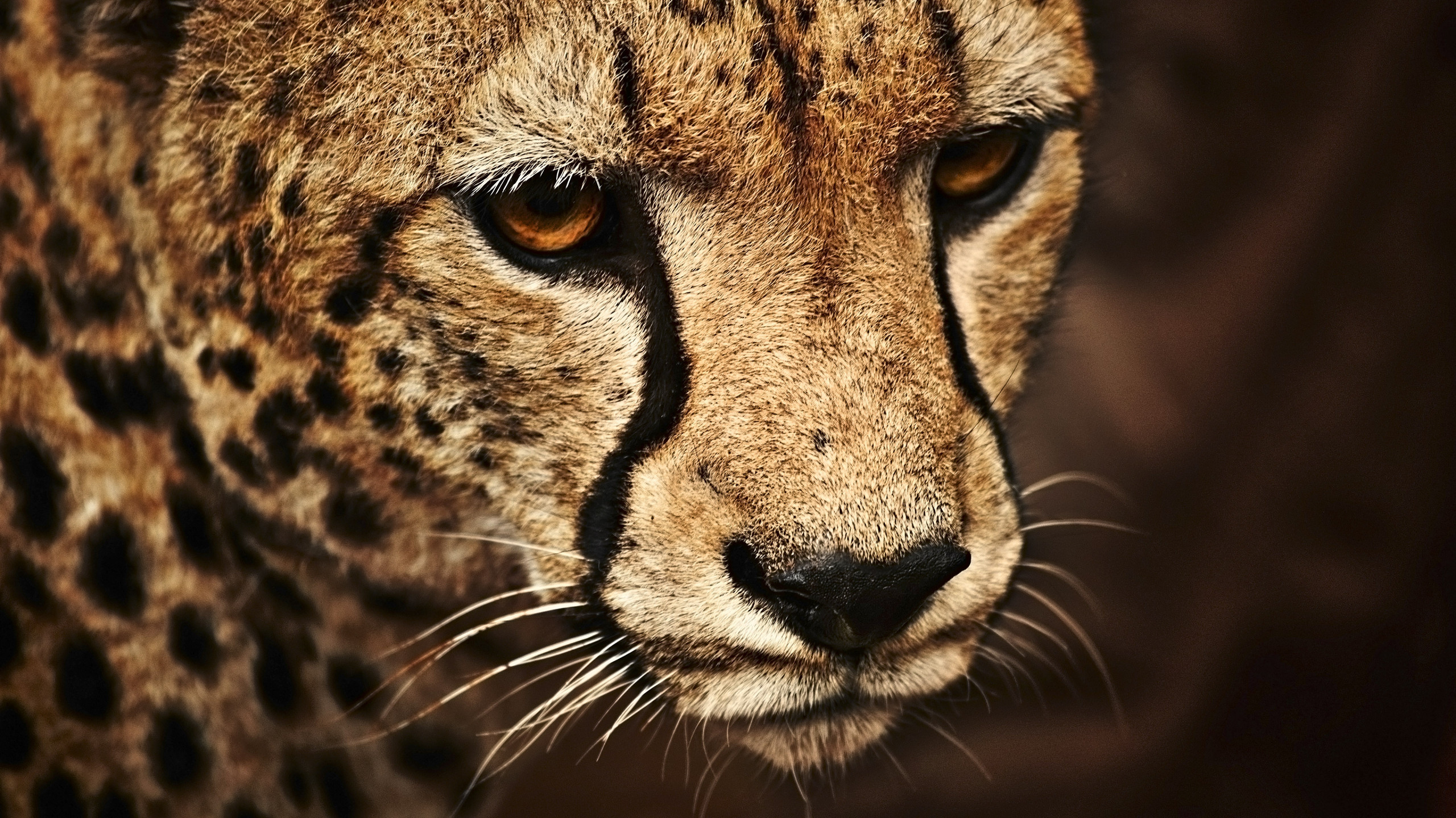 Premium AI Image  Cheetah wallpaper 4k cheetah wet in the water majestic  wild cat portrait hd