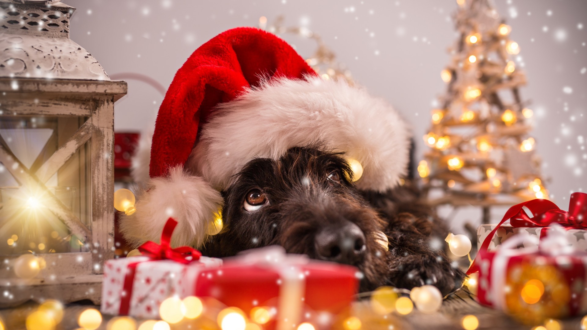Wallpaper Christmas, New Year, snow, dog, cute animals, 4k, Holidays #16834