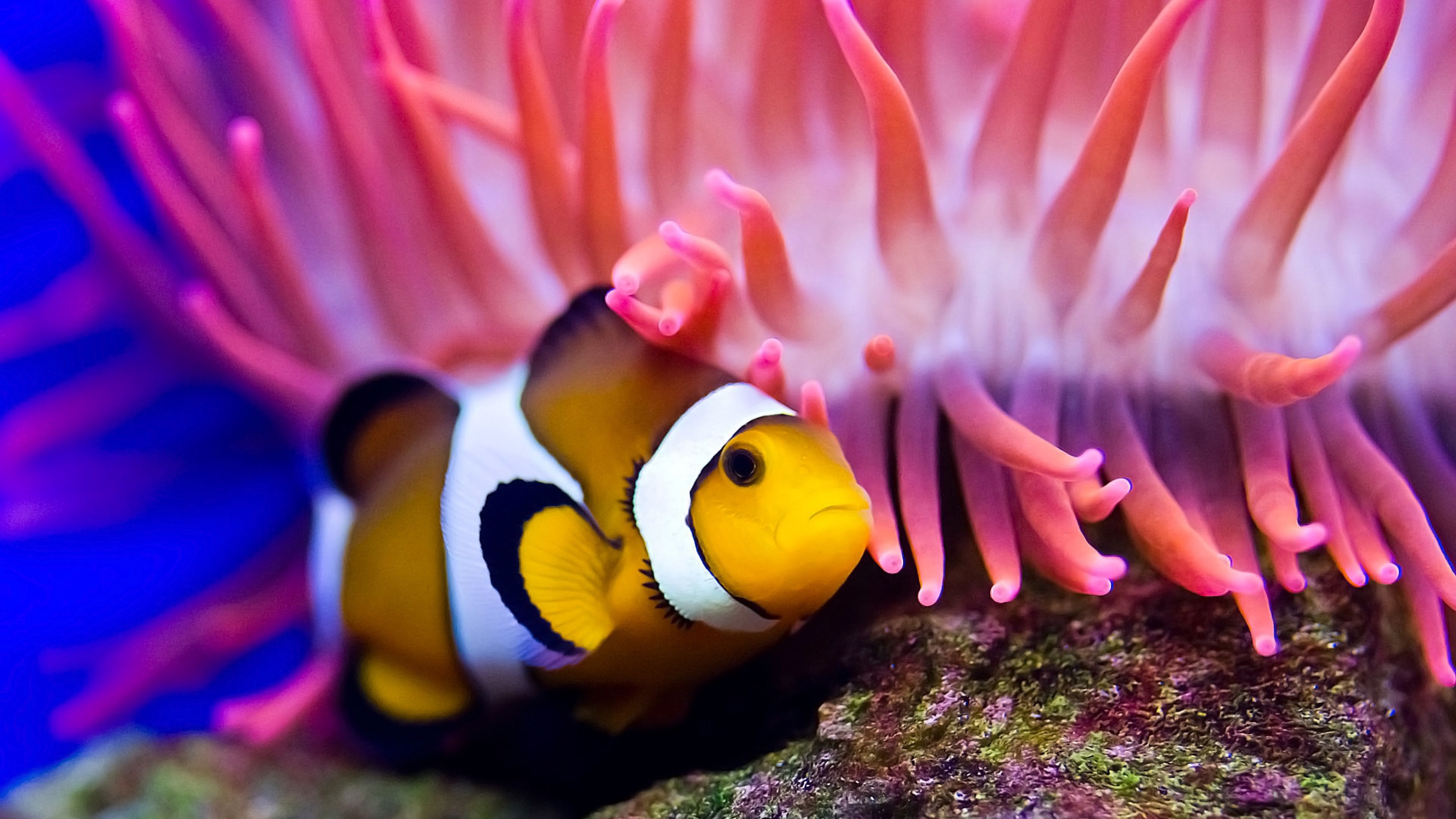 Wallpaper Clownfish, diving, Red sea, coral, World's best diving sites