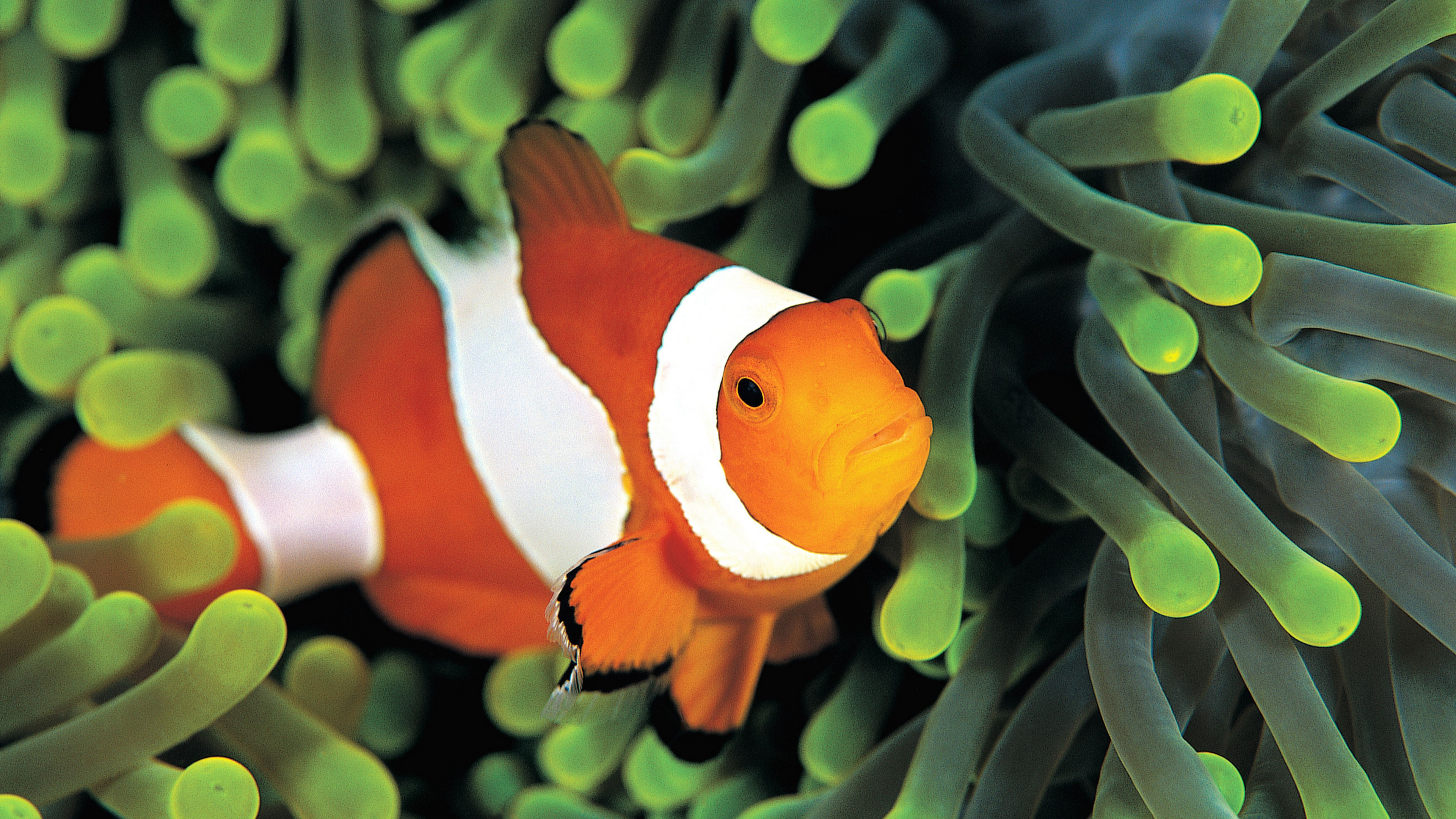 Wallpaper clownfish, underwater, Best Diving Sites, Animals #4490
