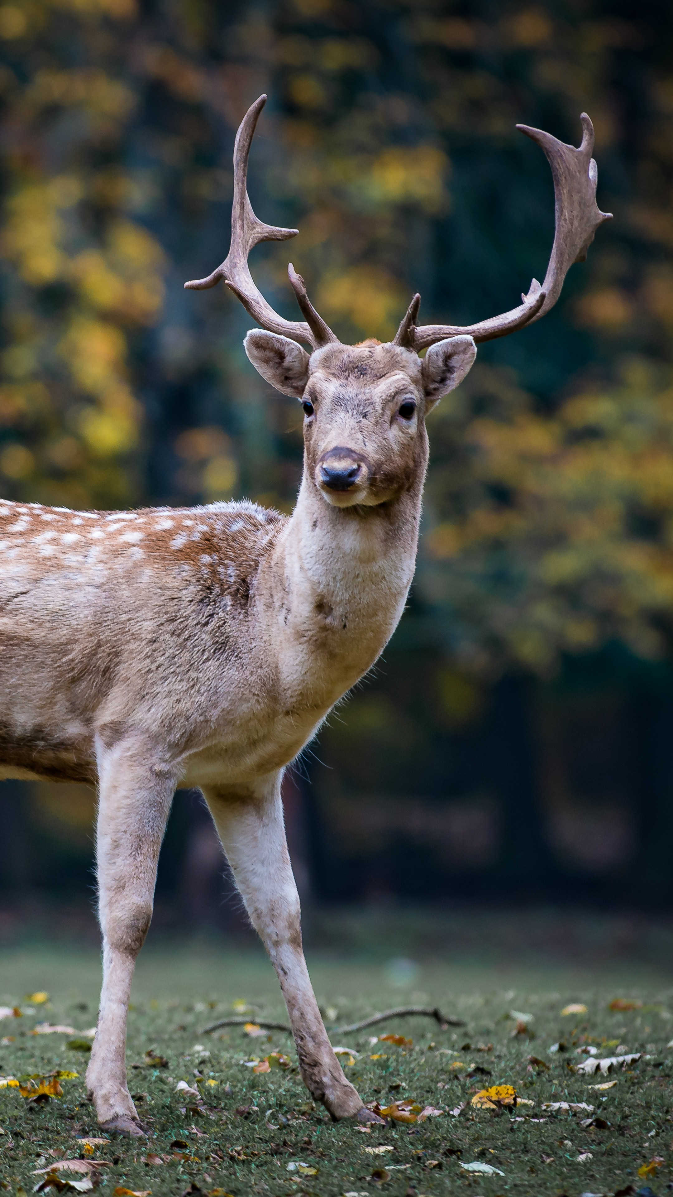 Wallpaper deer, cute animals, 5k, Animals #157782160 x 3840