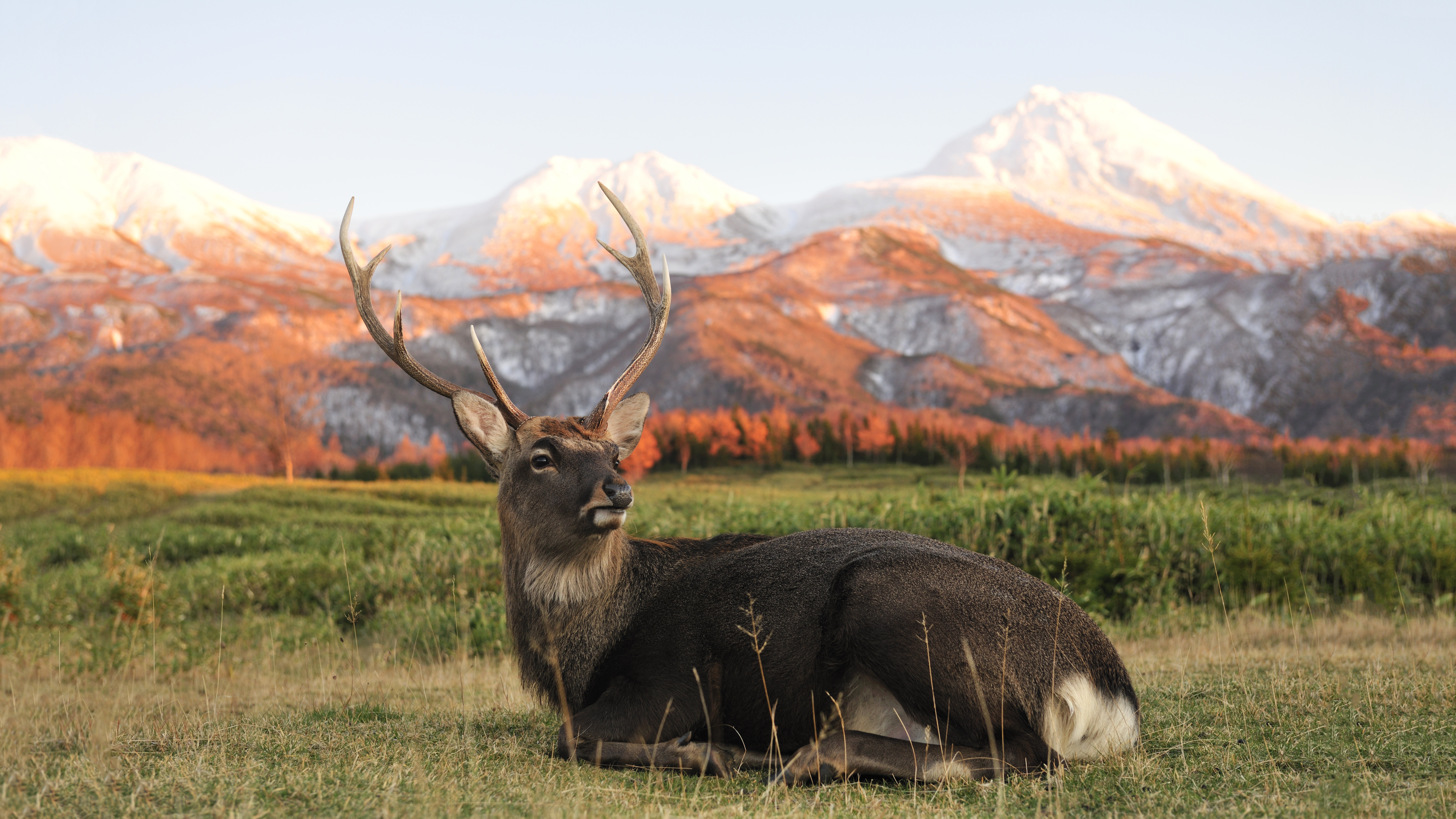 Wallpaper Deer, New Zeland, mountains, Animals #8236