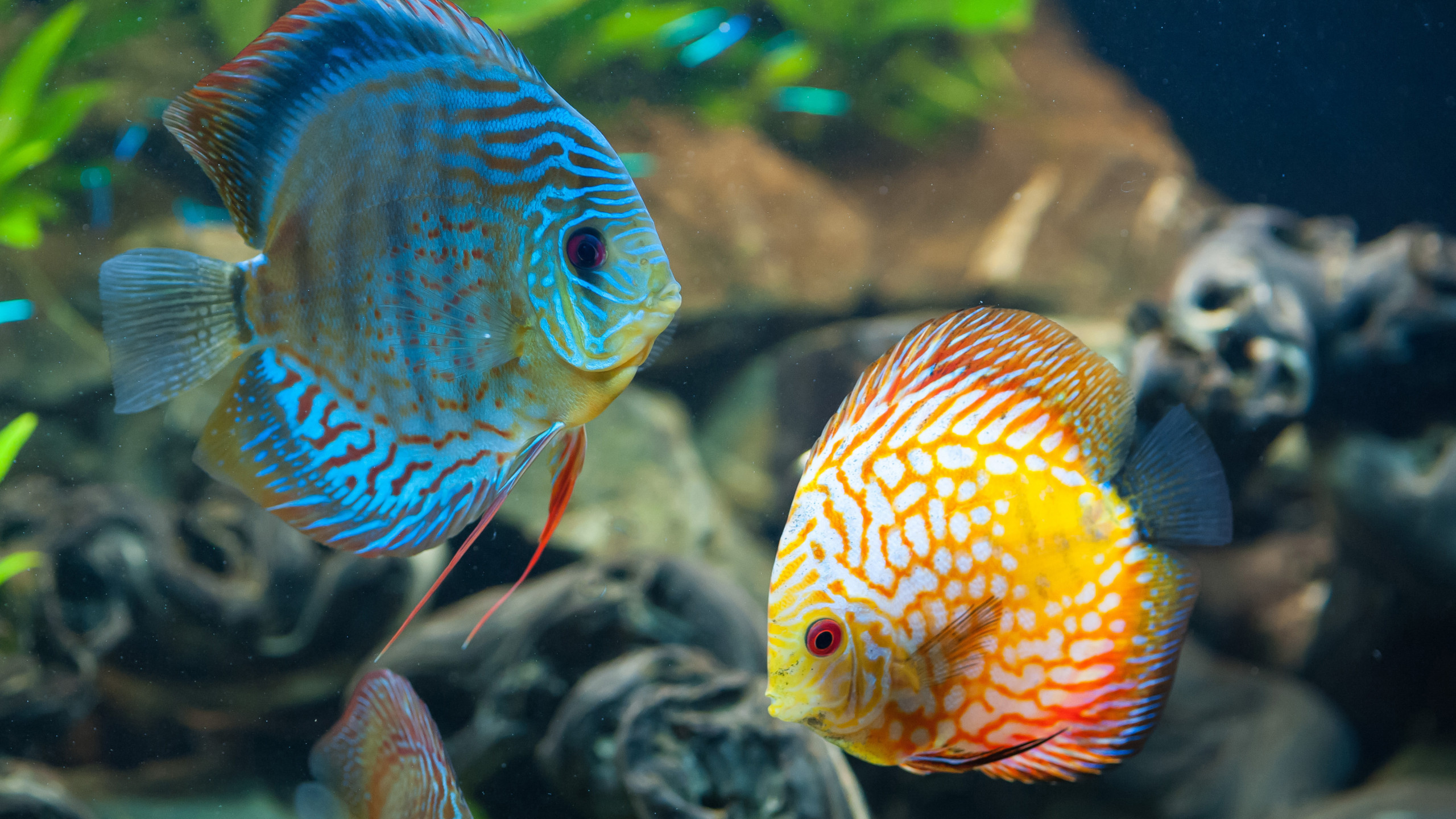 Blue Betta Fish Images Browse 51059 Stock Photos  Vectors Free Download  with Trial  Shutterstock