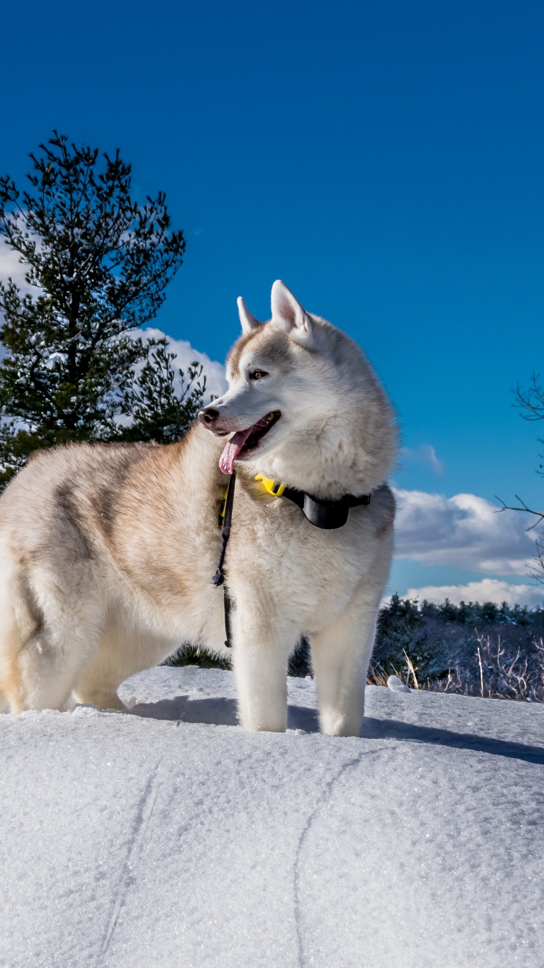Wallpaper dog, husky, cute animals, snow, winter, 5k, Animals #17110