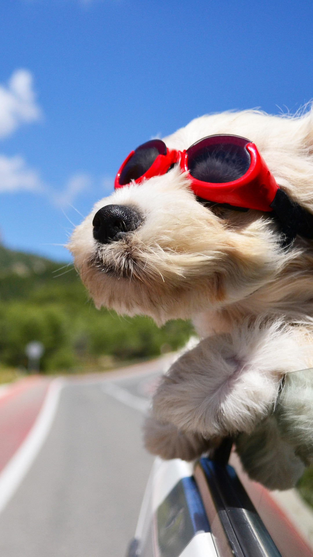 Wallpaper Dog, puppy, road, funny, glasses, hair, sky 