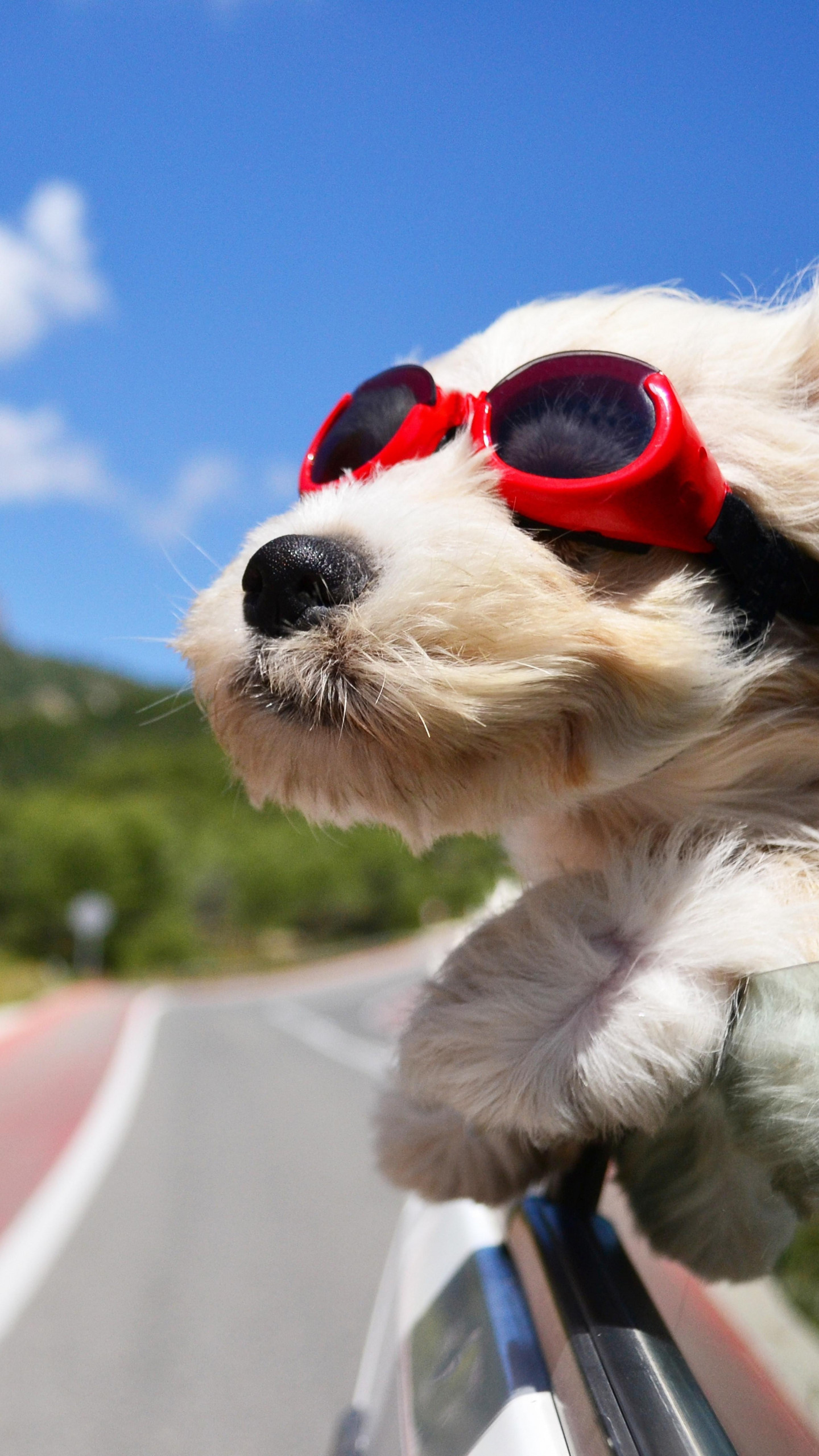 Wallpaper Dog, puppy, road, funny, glasses, hair, sky, nature, Animals ...