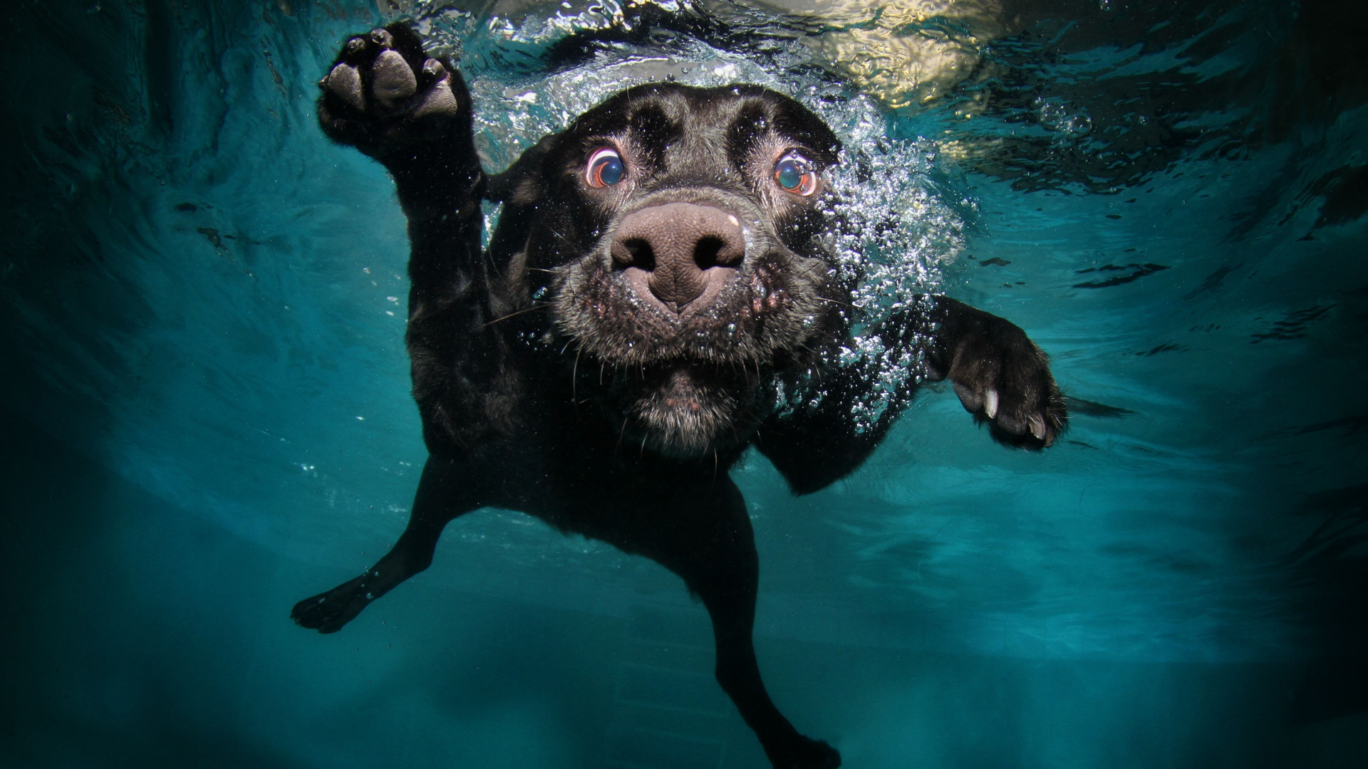 Wallpaper Dog, 5k, 4k wallpaper, puppy, black, underwater, funny