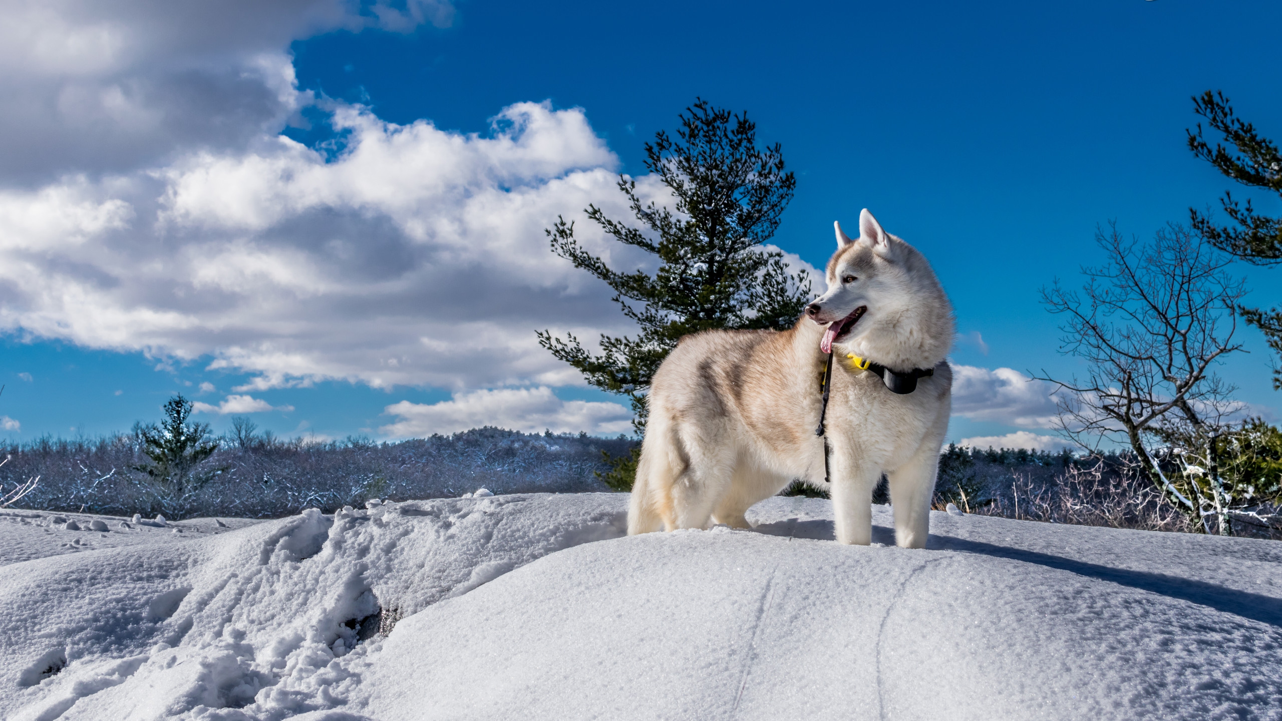 Wallpaper dog, husky, cute animals, snow, winter, 5k, Animals #17110