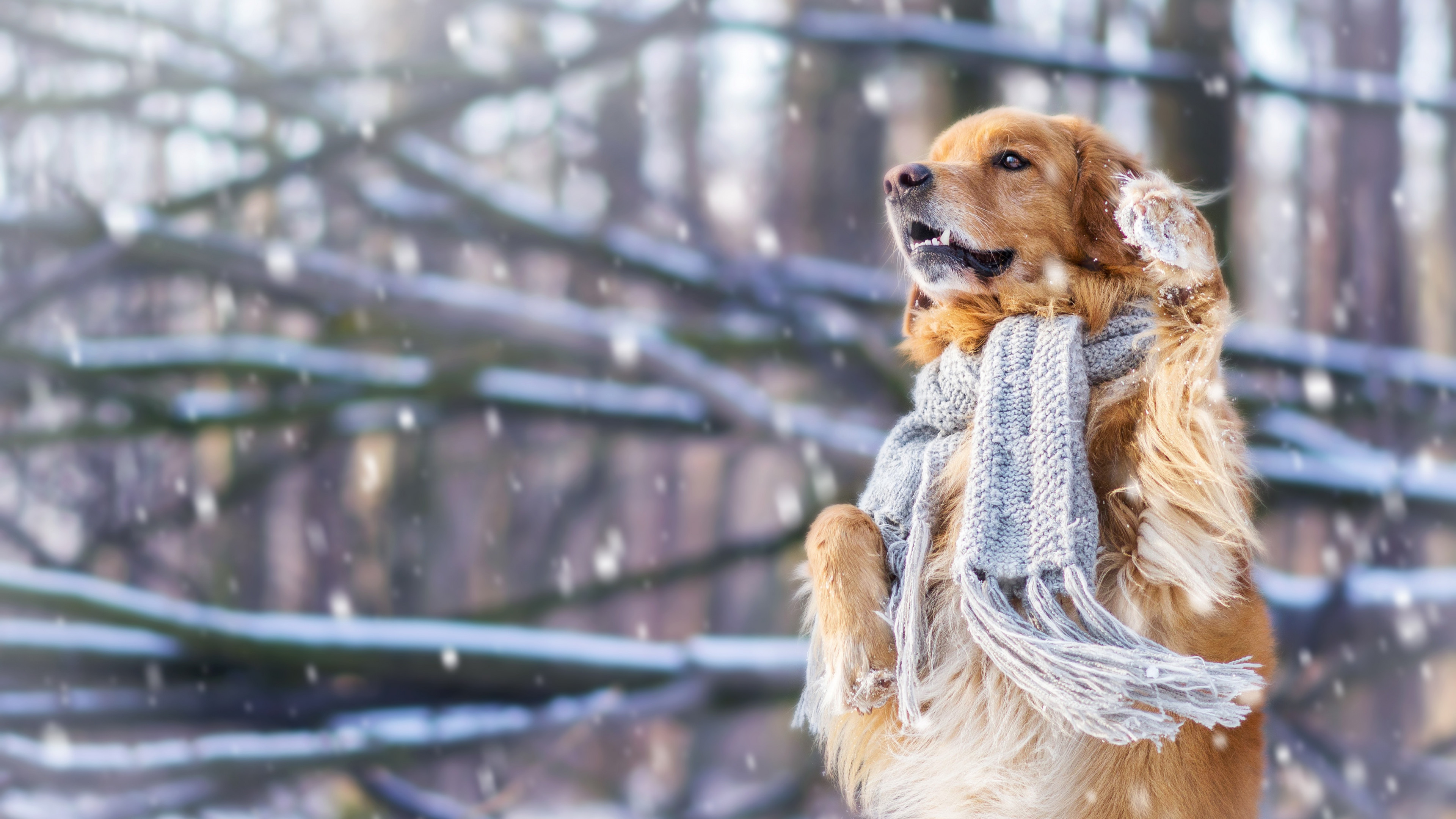 Wallpaper dog, cute animals, snow, winter, 4k, Animals #17412