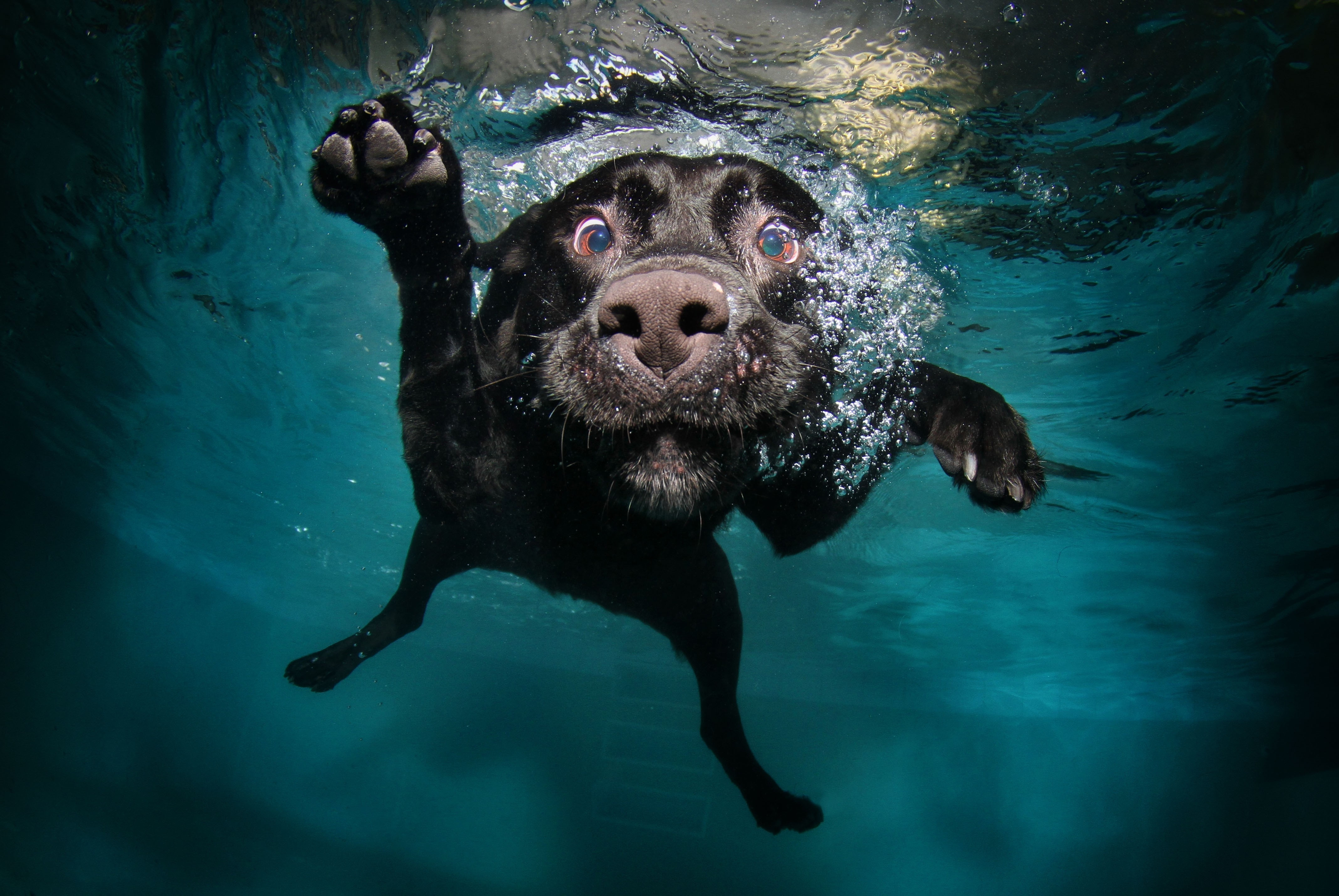 dog 4272x2860 5k 4k wallpaper puppy black underwater funny animal pet 1533