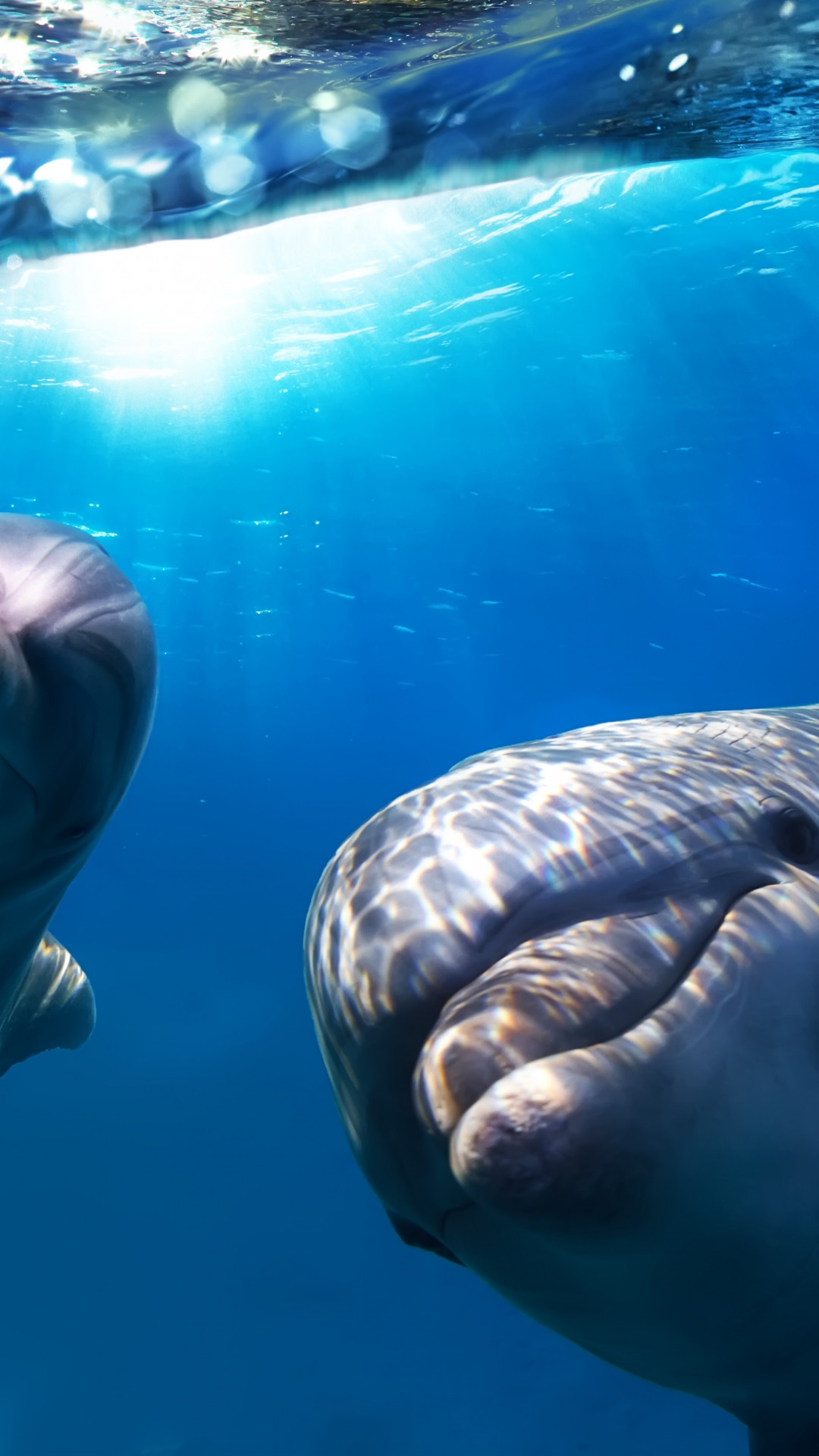 Wallpaper Dolphin, underwater, Best Diving Sites, Animals 