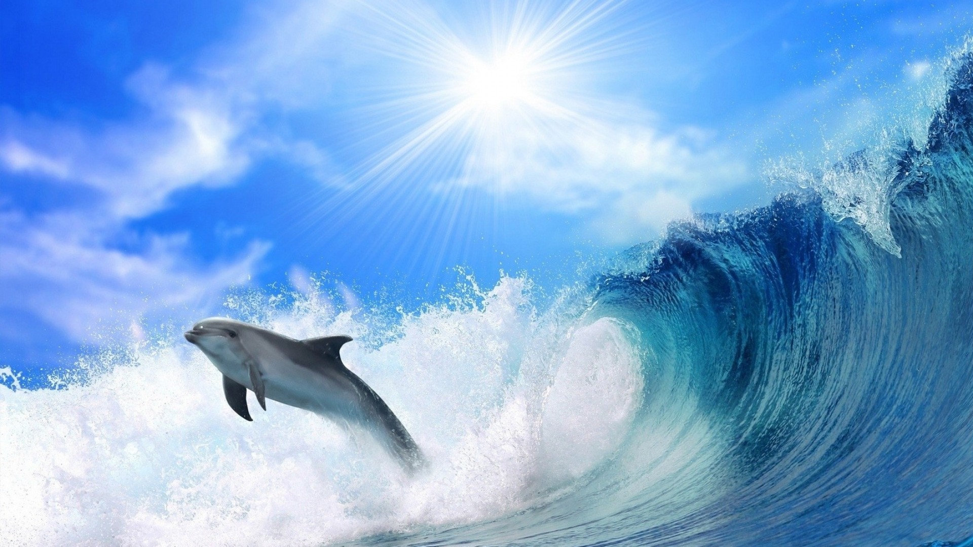 Wallpaper dolphin, ocean, 4k, Animals #14874