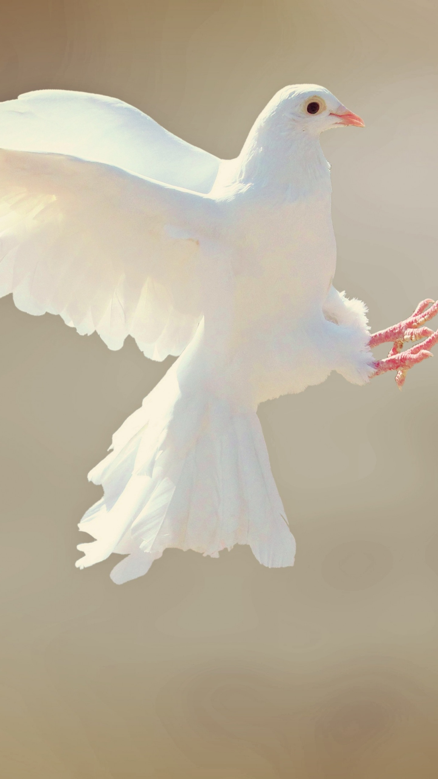 Wallpaper dove, bird, 4k, Animals #15268