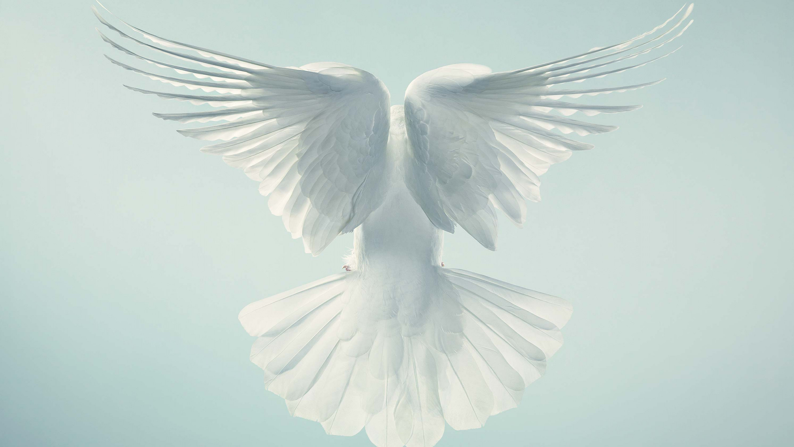 Wallpaper Dove, pigeon, flight, sky, Animals #4472