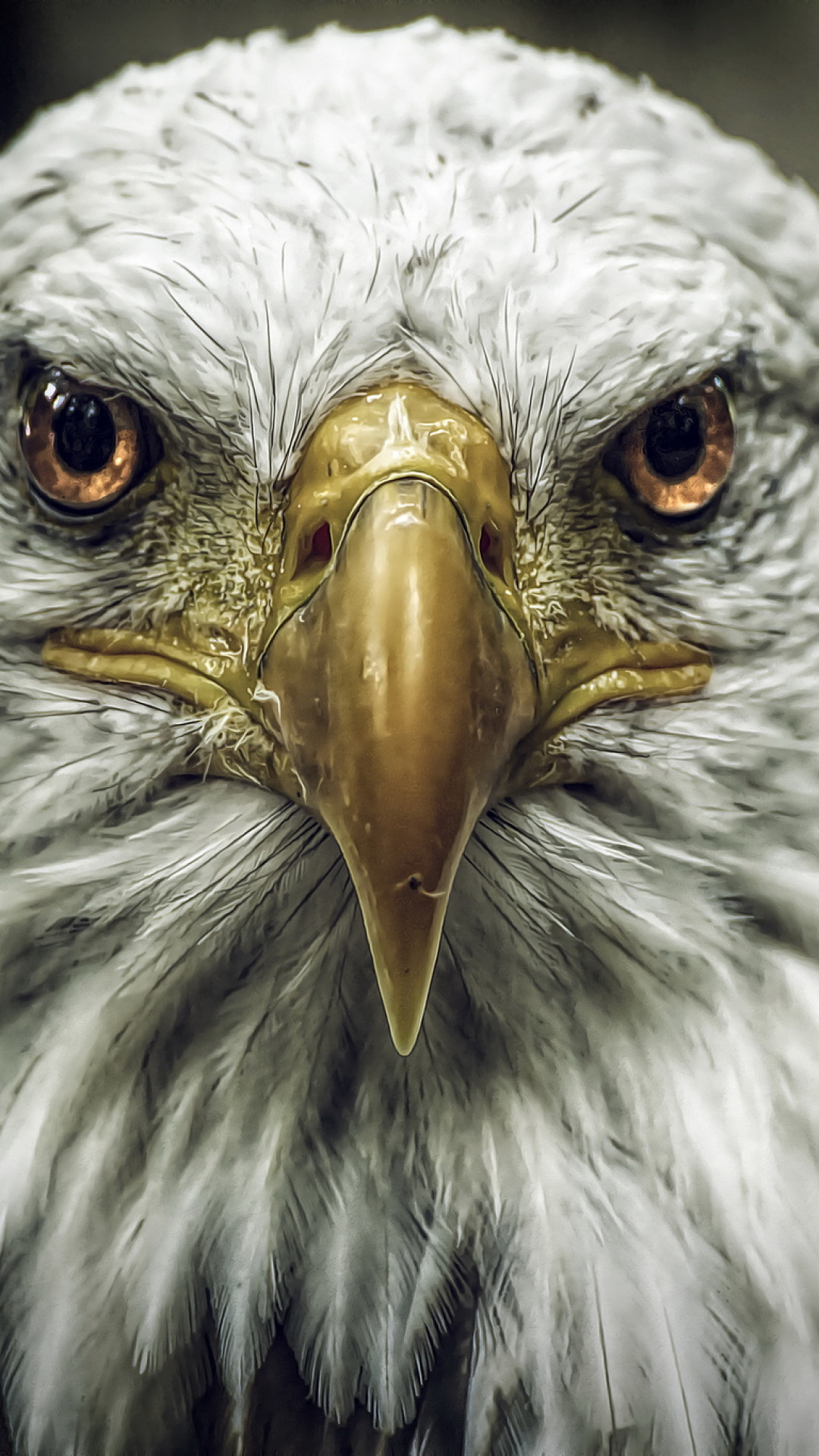 Wallpaper Eagle, look, cute animals, blur, Animals #4519