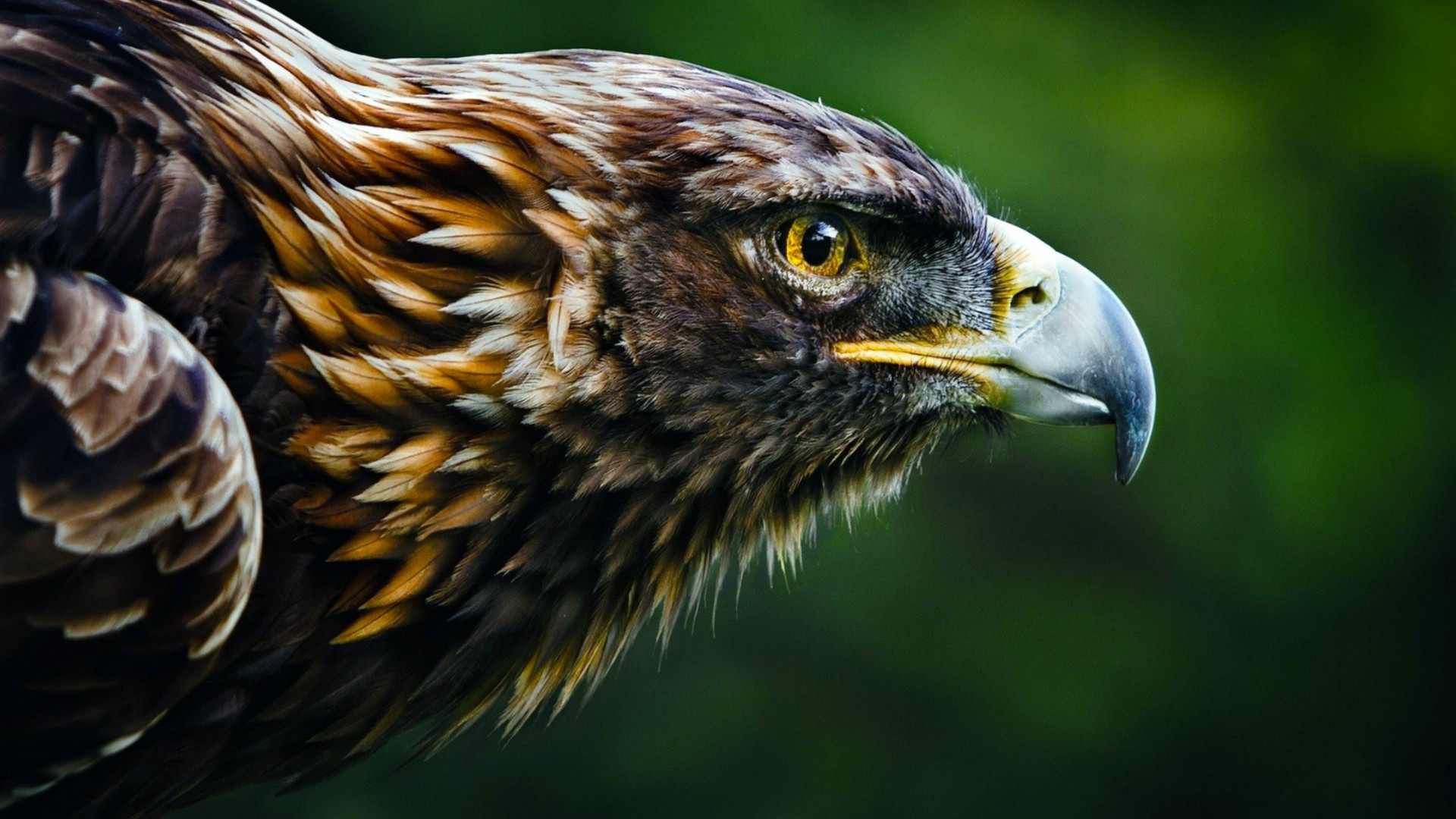 Wallpaper Eagle, look, blur, Animals #4564