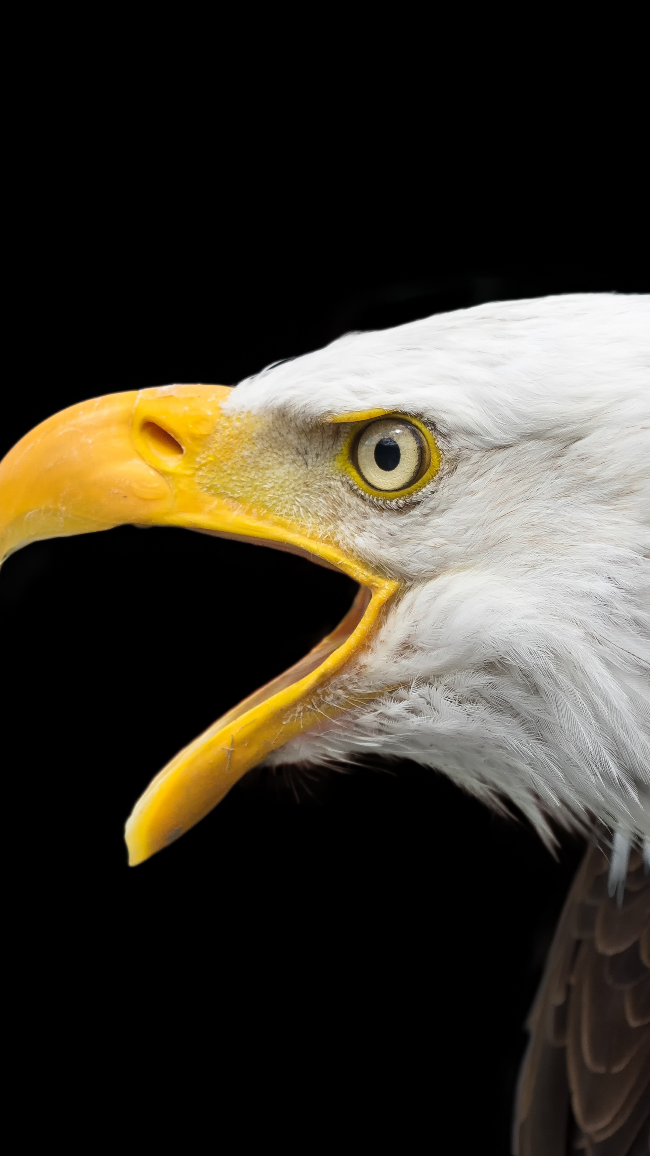 Wallpaper eagle, bird, 4k, Animals #15890