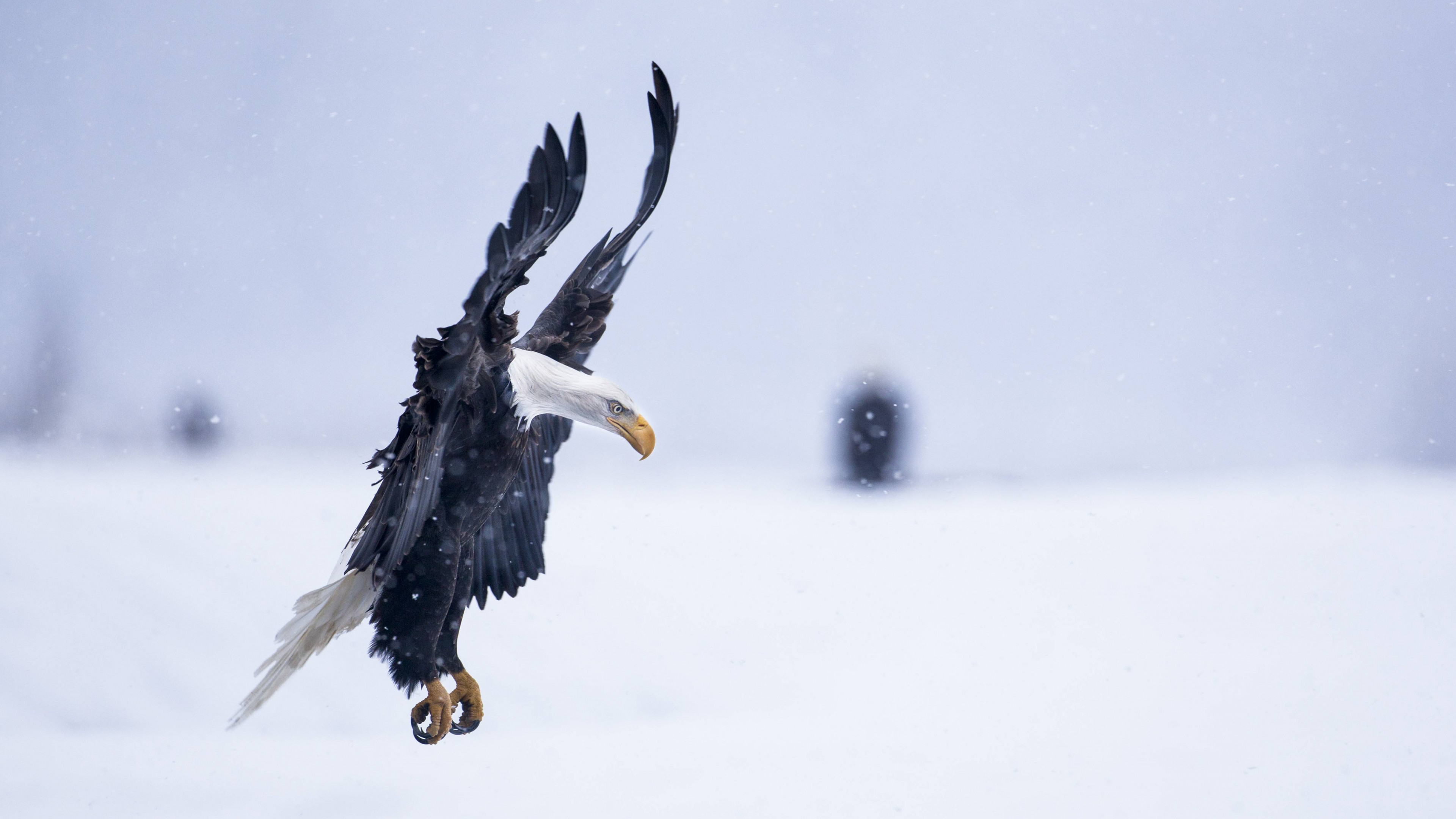 Wallpaper Eagle, Alaska, 5k, 4k wallpaper, HD, flight, winter, snow,  National Geographics, OS #4079