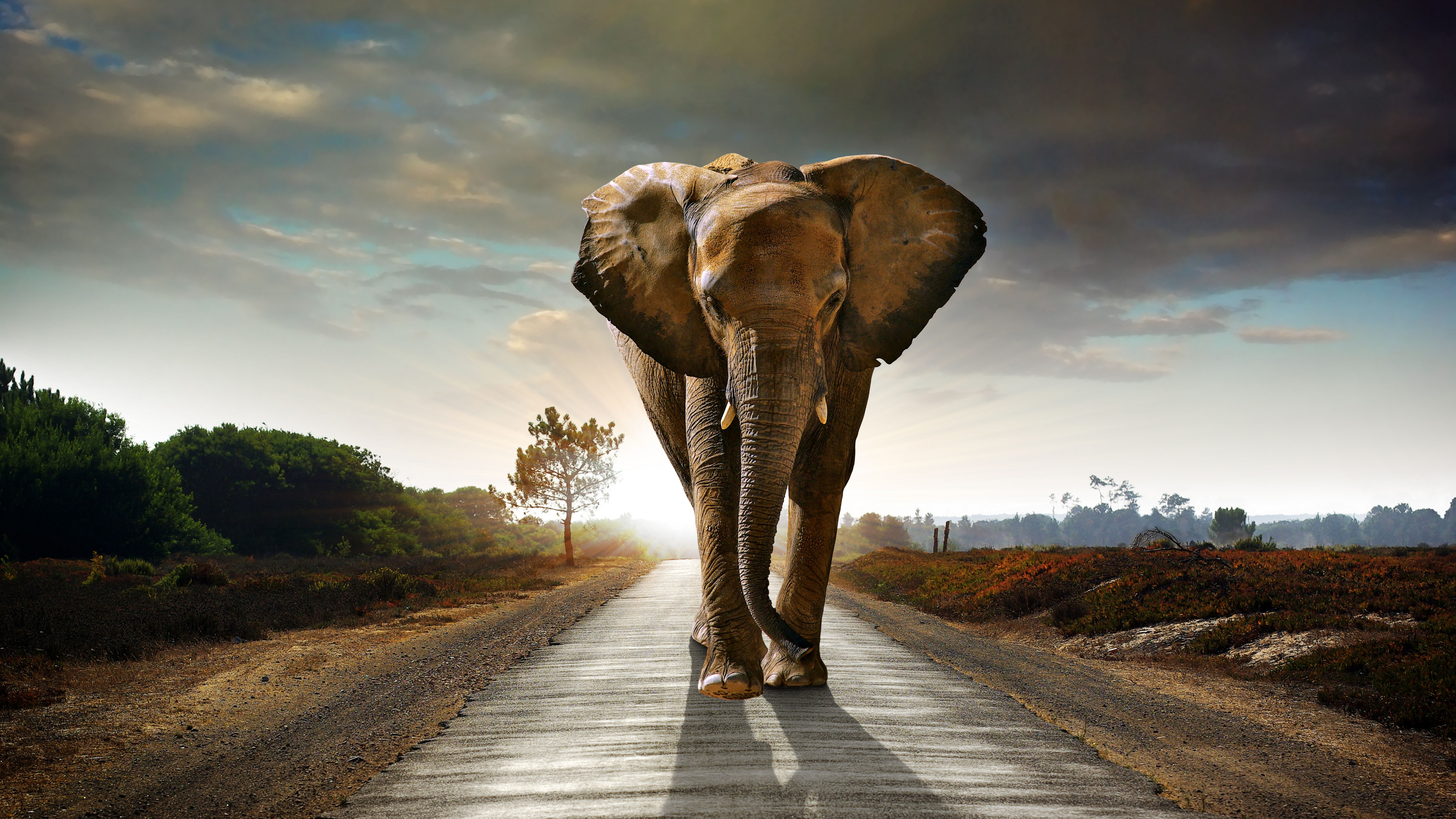 Wallpaper Elephant, sunset, road, nature, Animals #4501