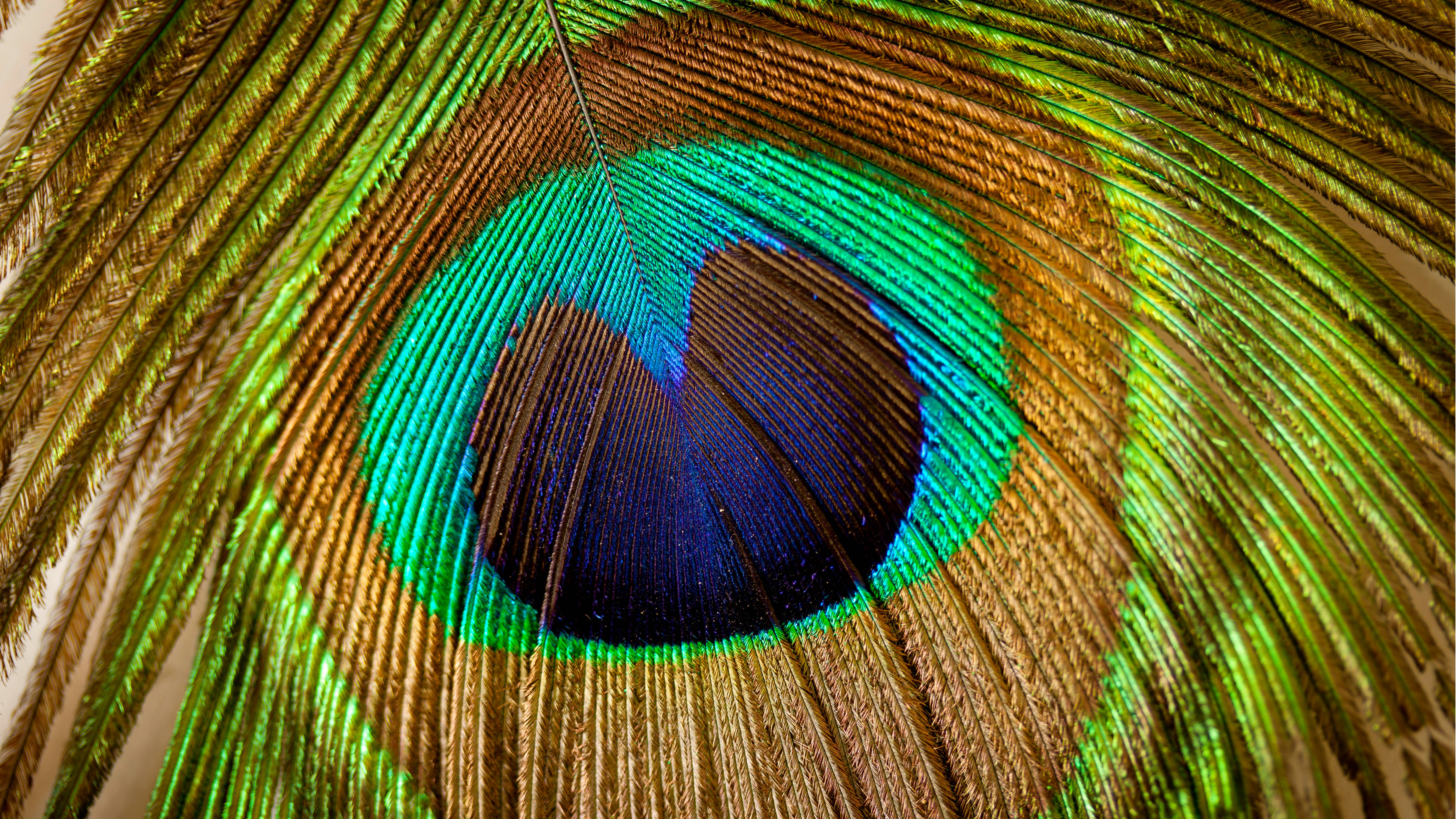 Wallpaper Feather, peacock, macro, Animals #5377