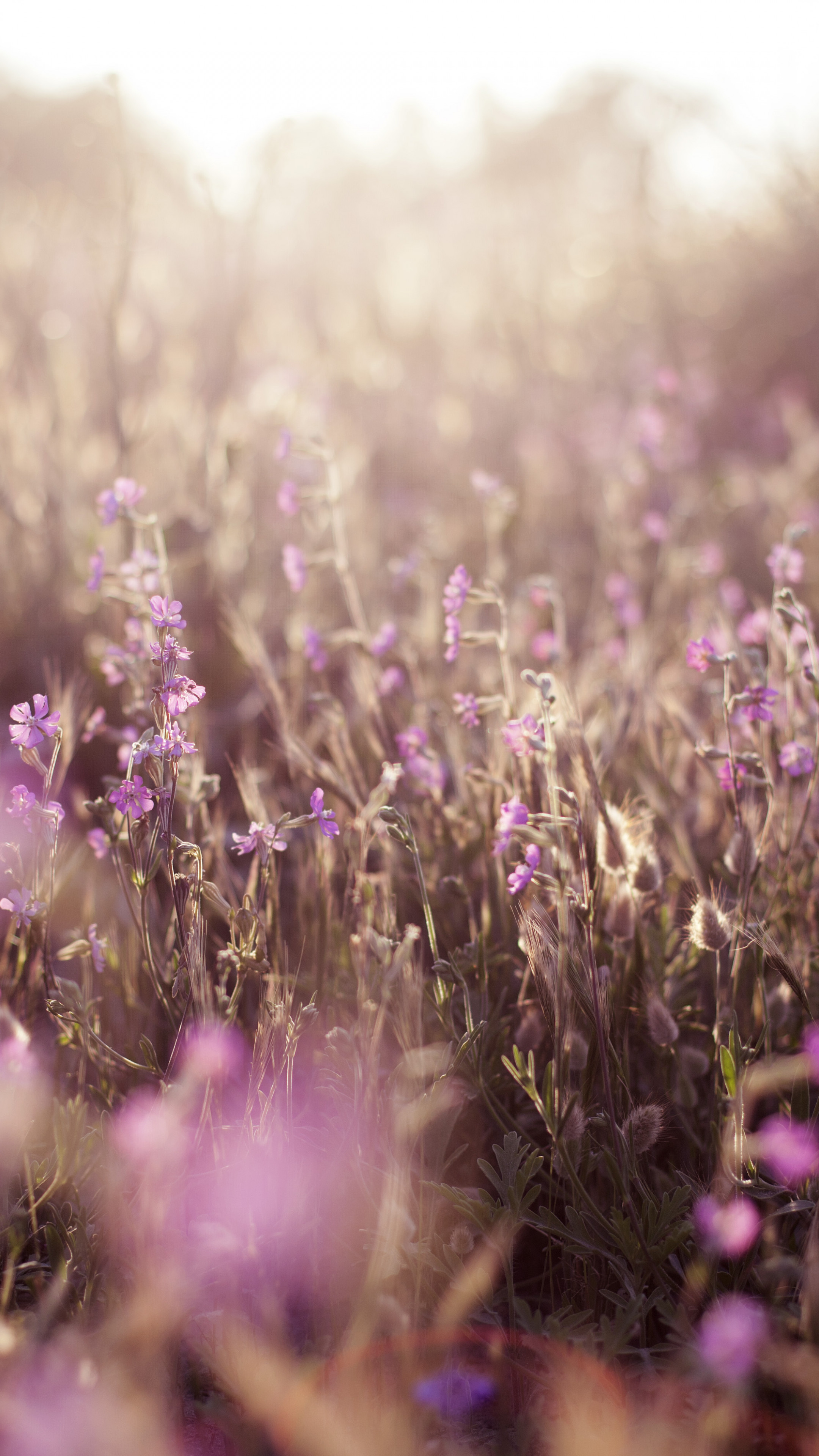 Violet.meadows5