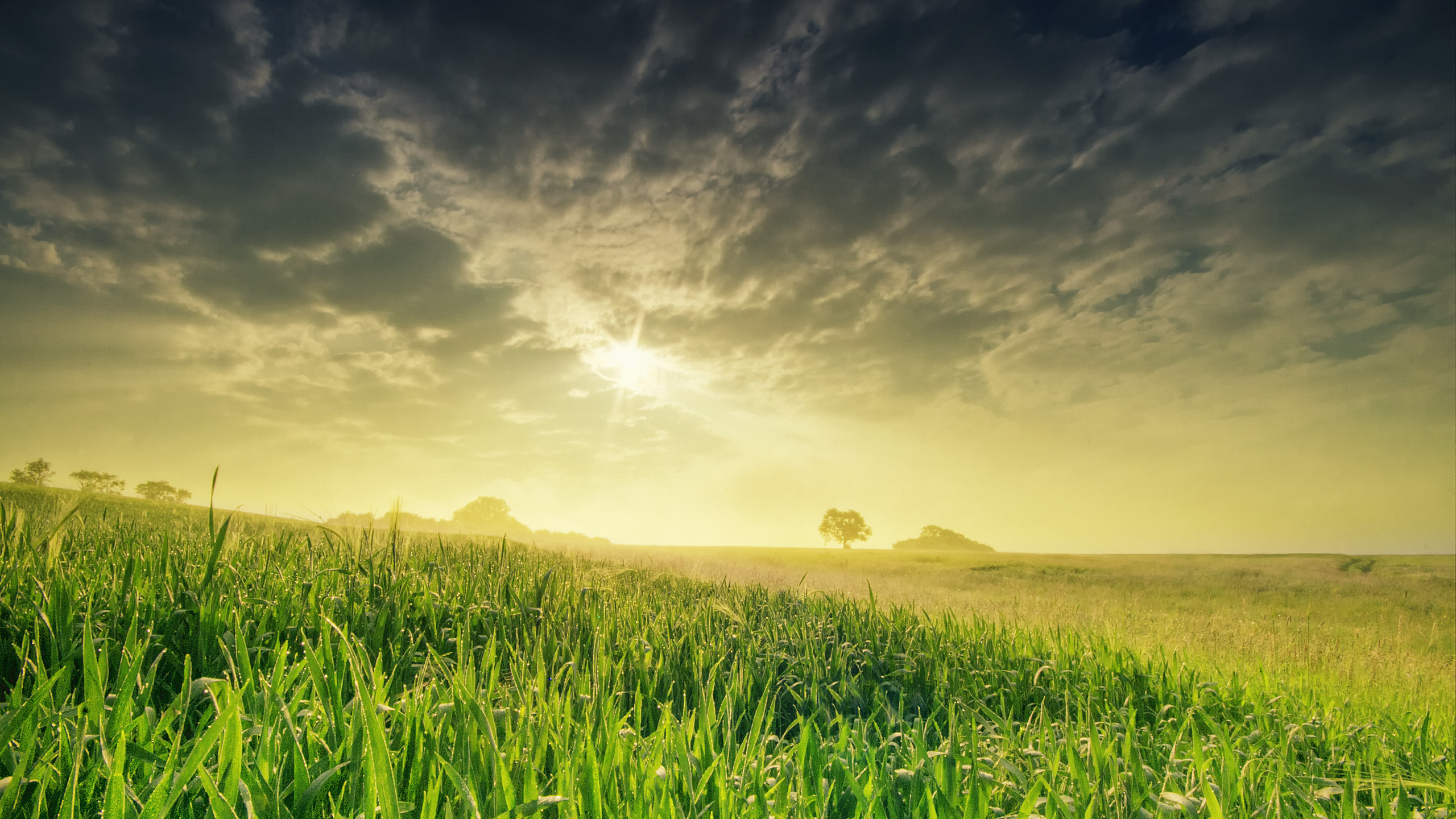 Hình nền với cánh đồng lúa và bầu trời xanh sẽ giúp cho bạn cảm thấy như mình đang sống trong thiên nhiên. Hãy xem hình liên quan để trải nghiệm.