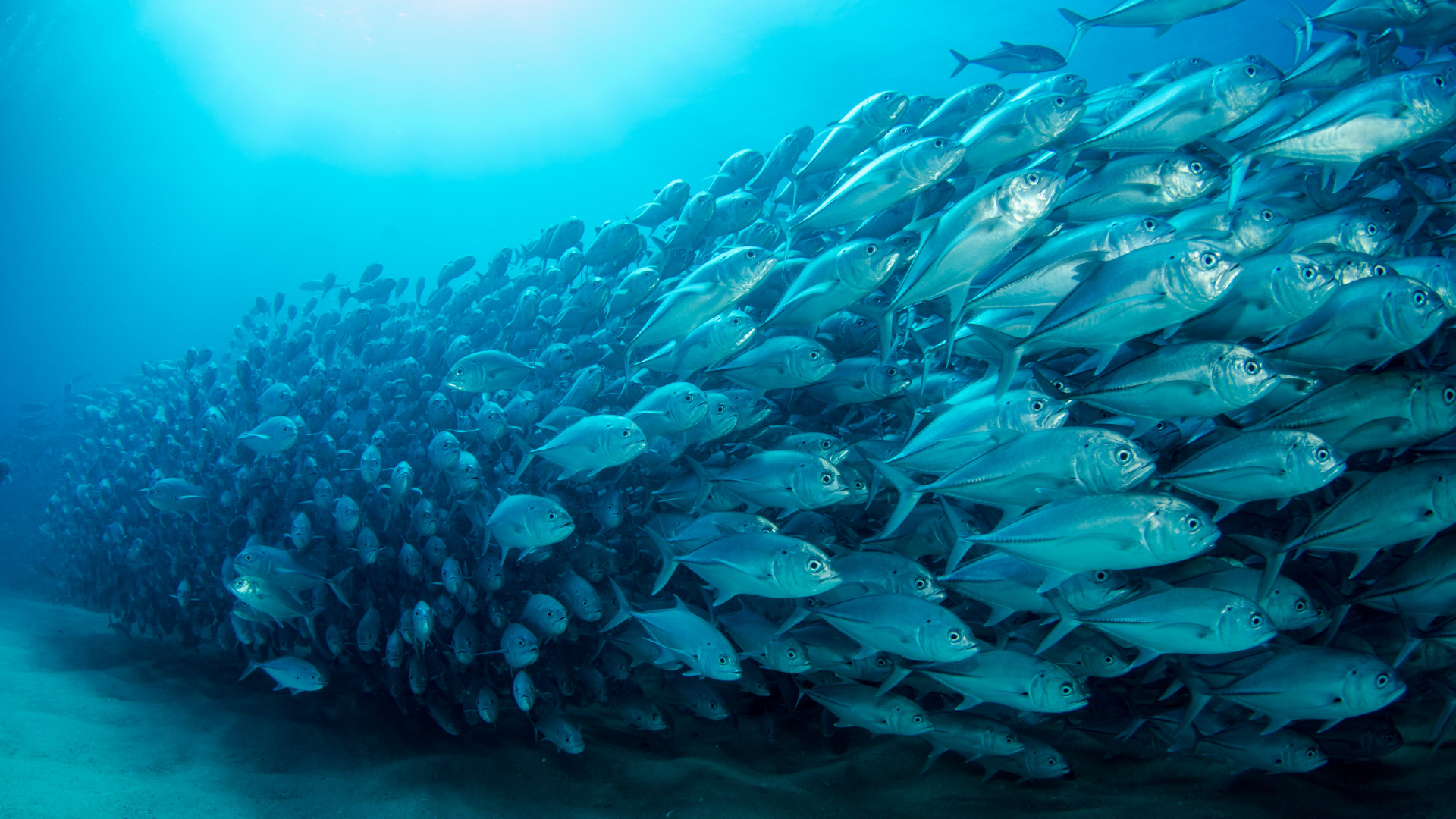 Wallpaper fish, underwater, diving, sea, ocean, 5K, Animals #20031
