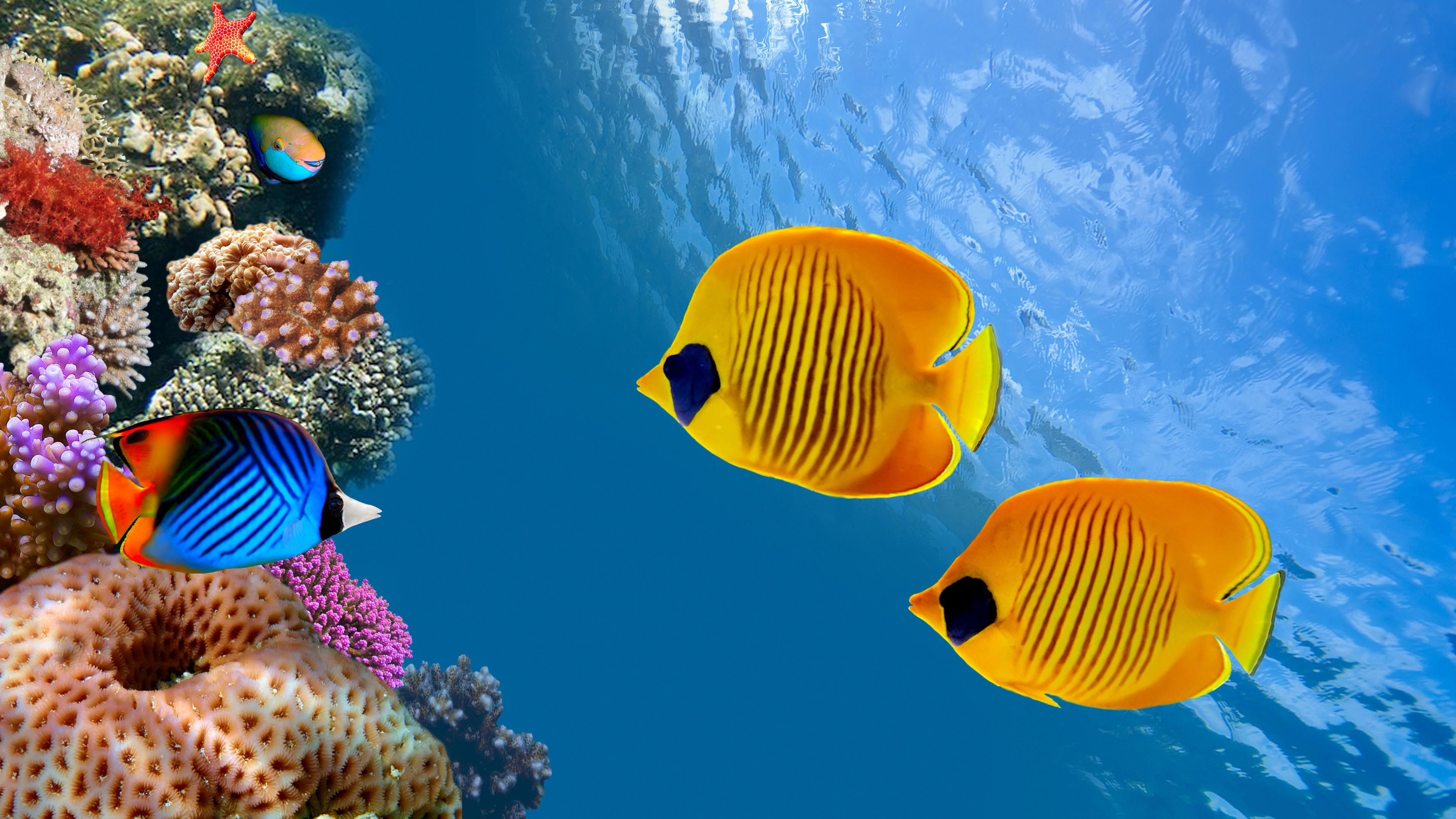 Wallpaper Fish, 5k, 4k wallpaper, 8k, diving, tourism, Cocos Island