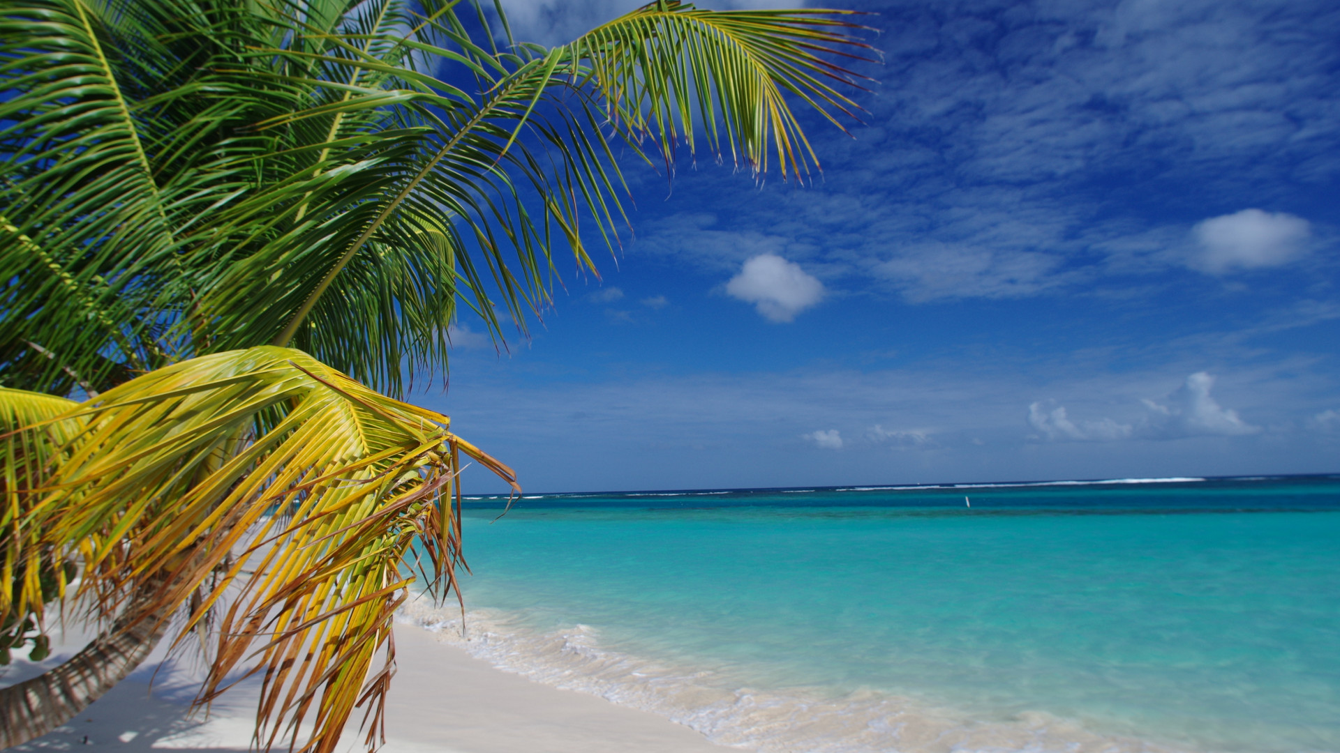 Wallpaper Flamenco Beach, Culebra, Puerto Rico, palms, Best beaches of