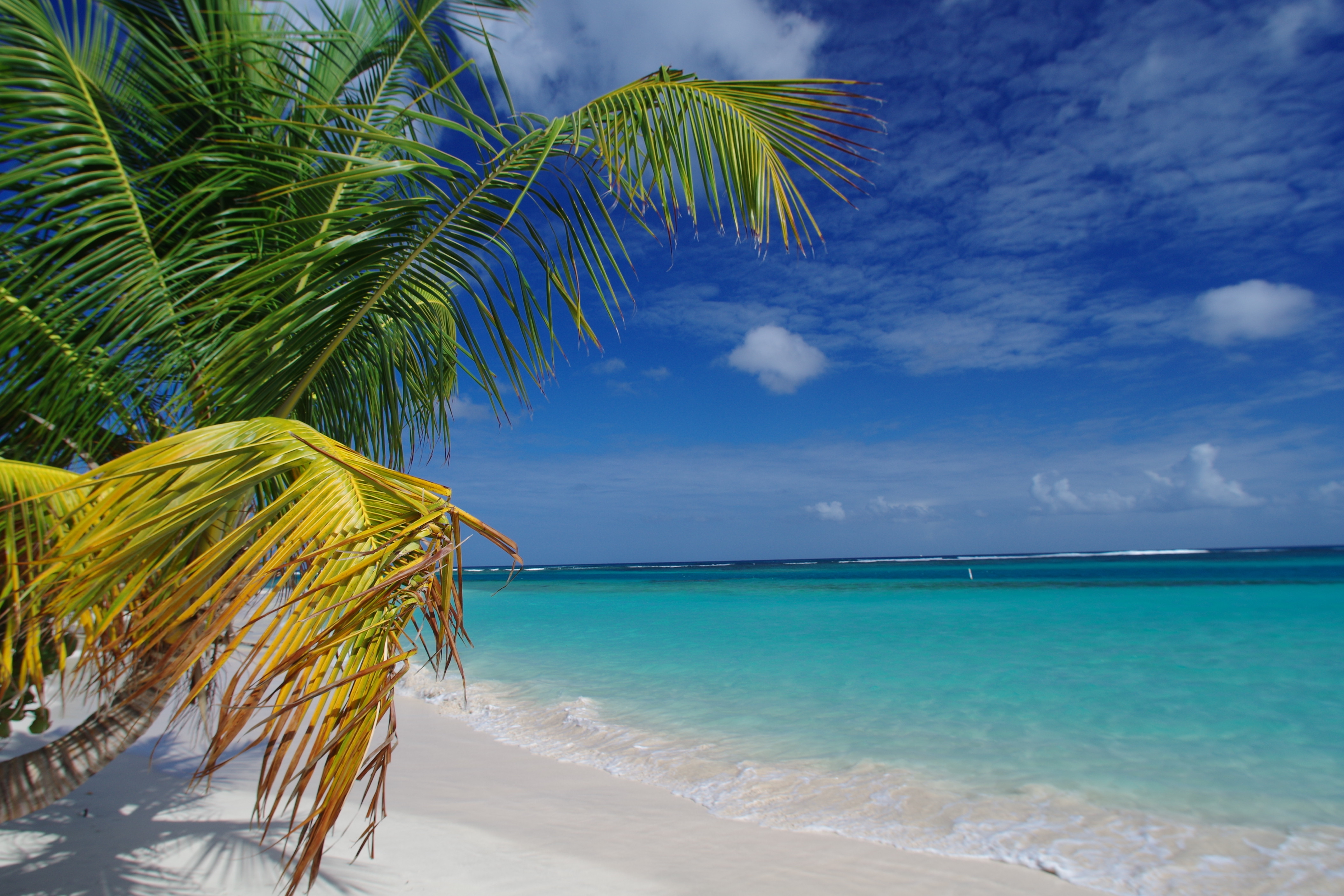 Wallpaper Flamenco Beach, Culebra, Puerto Rico, palms, Best beaches of