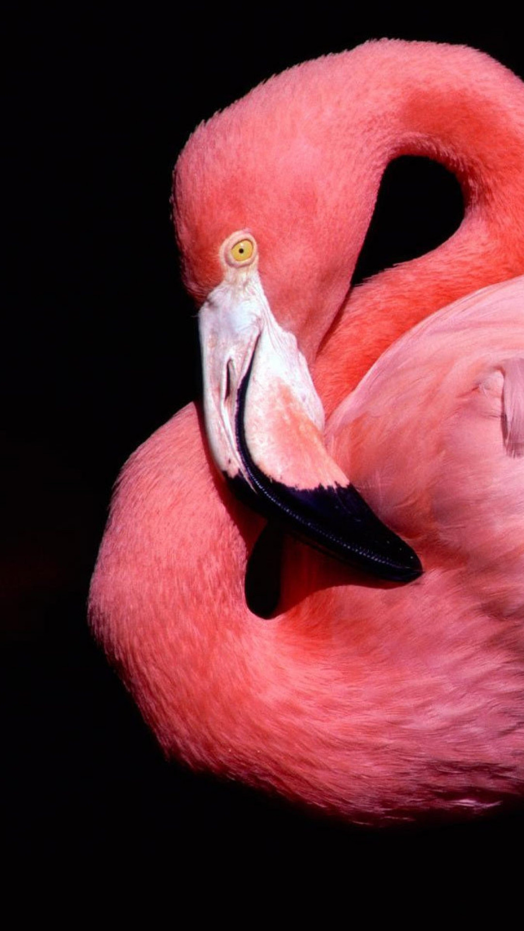 flamingo 1080x1920 cute animals pink 4552