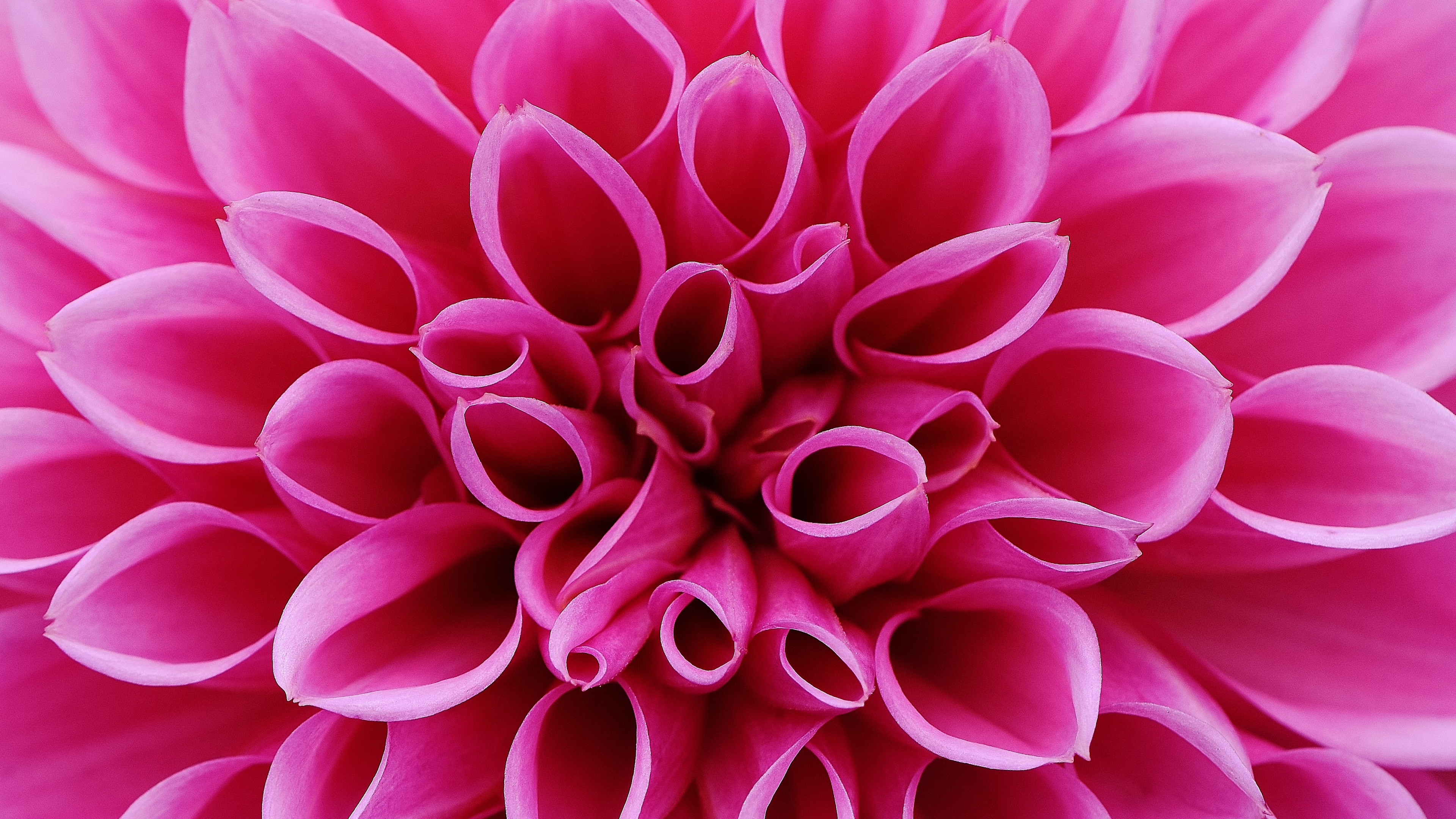 Wallpaper flower, pink, 4k, Nature #15776