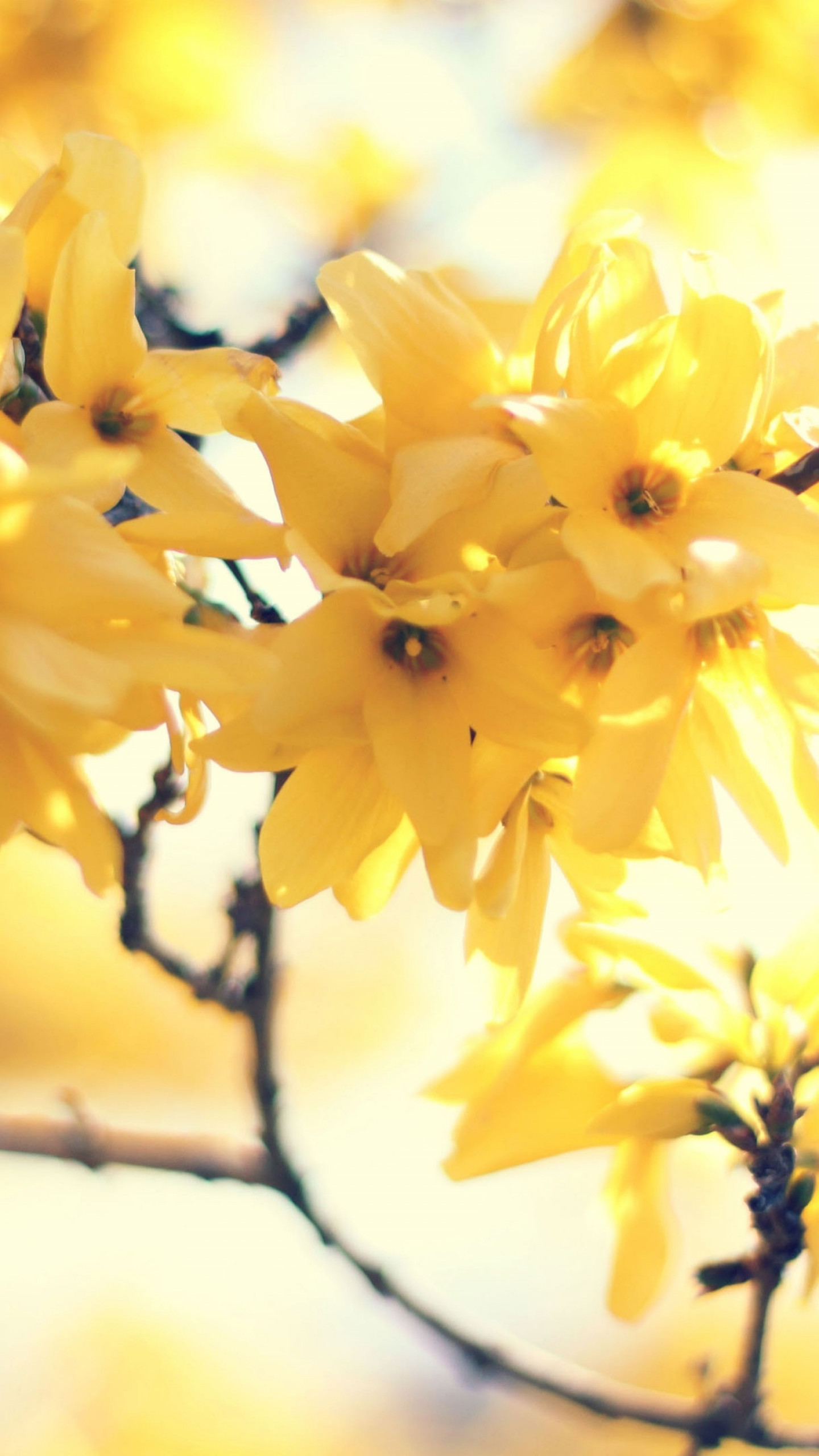 Flowers 5k. Желтые обои с цветочками фото. Пооевы5 цветы. Амазинг елоу