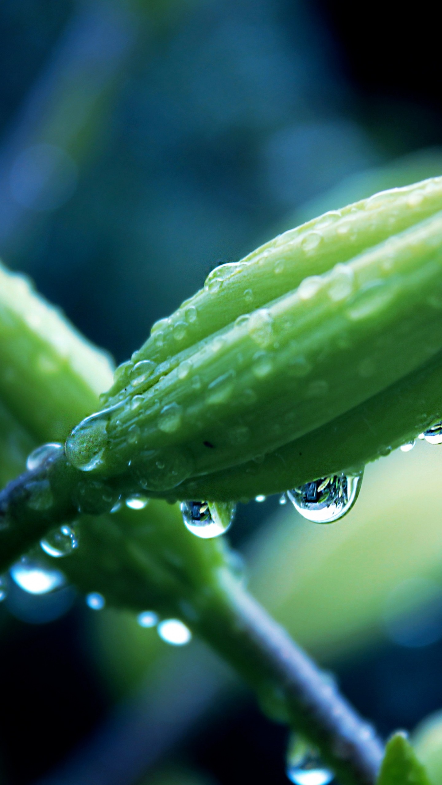 Glass Drops Rain Green Leaves Plants 4K HD Nature Wallpapers | HD Wallpapers  | ID #73821