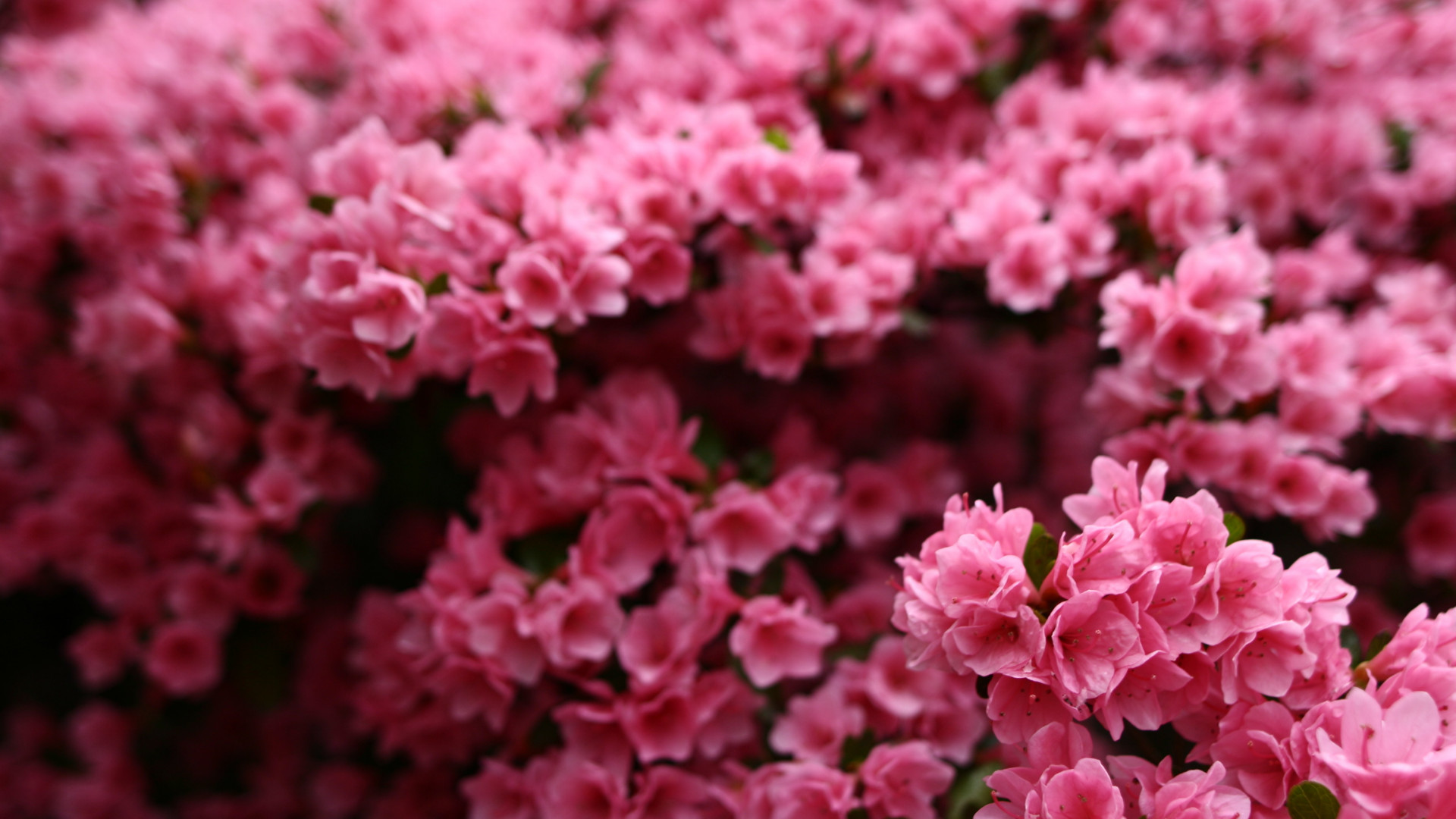 Wallpaper Flowers, 5k, 4k wallpaper, pink, spring, Nature #8231