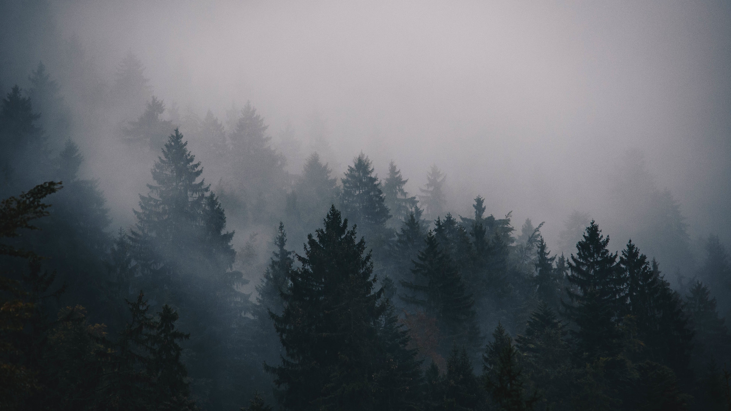 Wallpaper fog, 5k, 4k wallpaper, trees, forest, Nature #12603