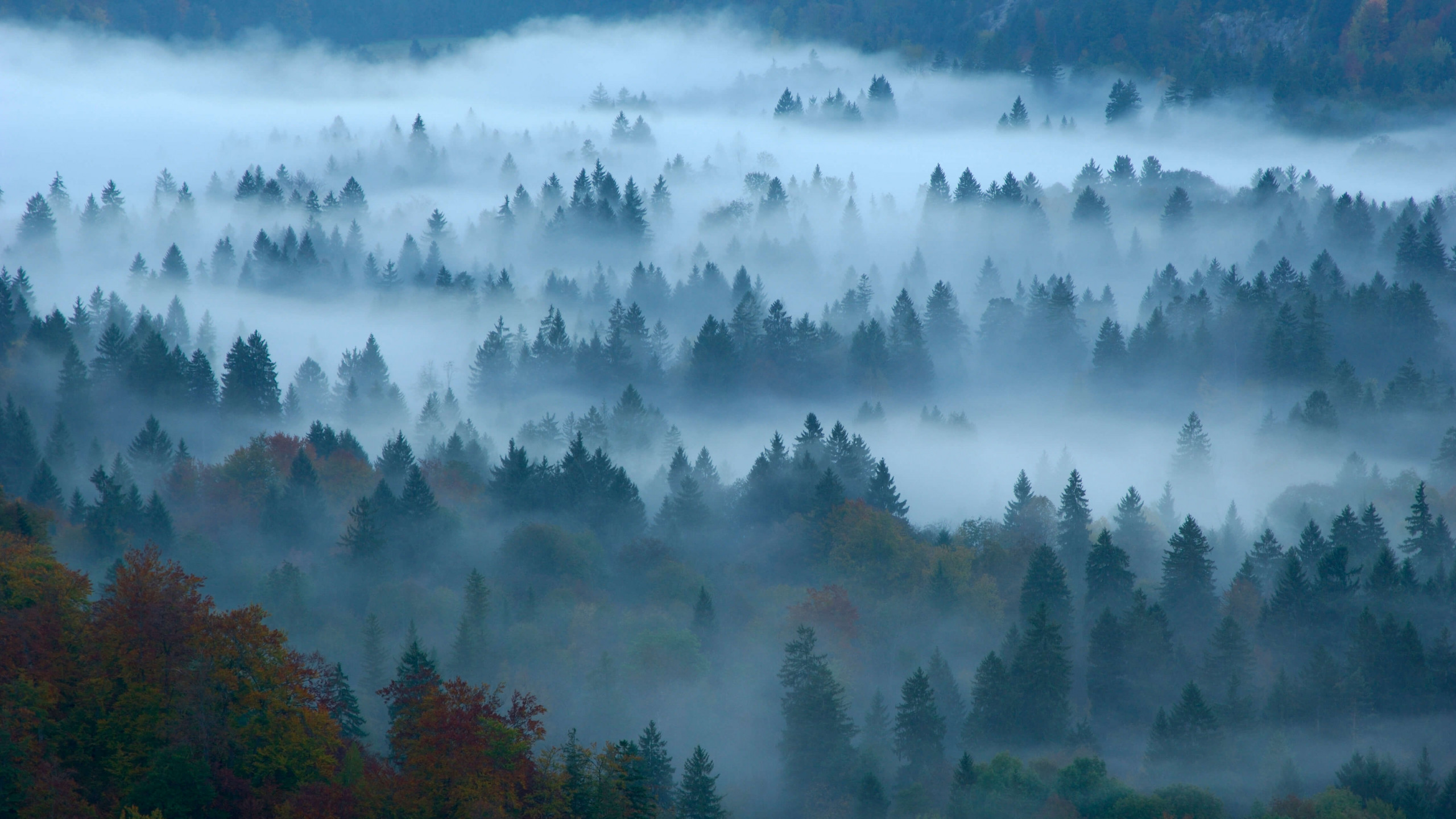 Wallpaper fog, forest, Bing, Microsoft, 4K, OS #23136