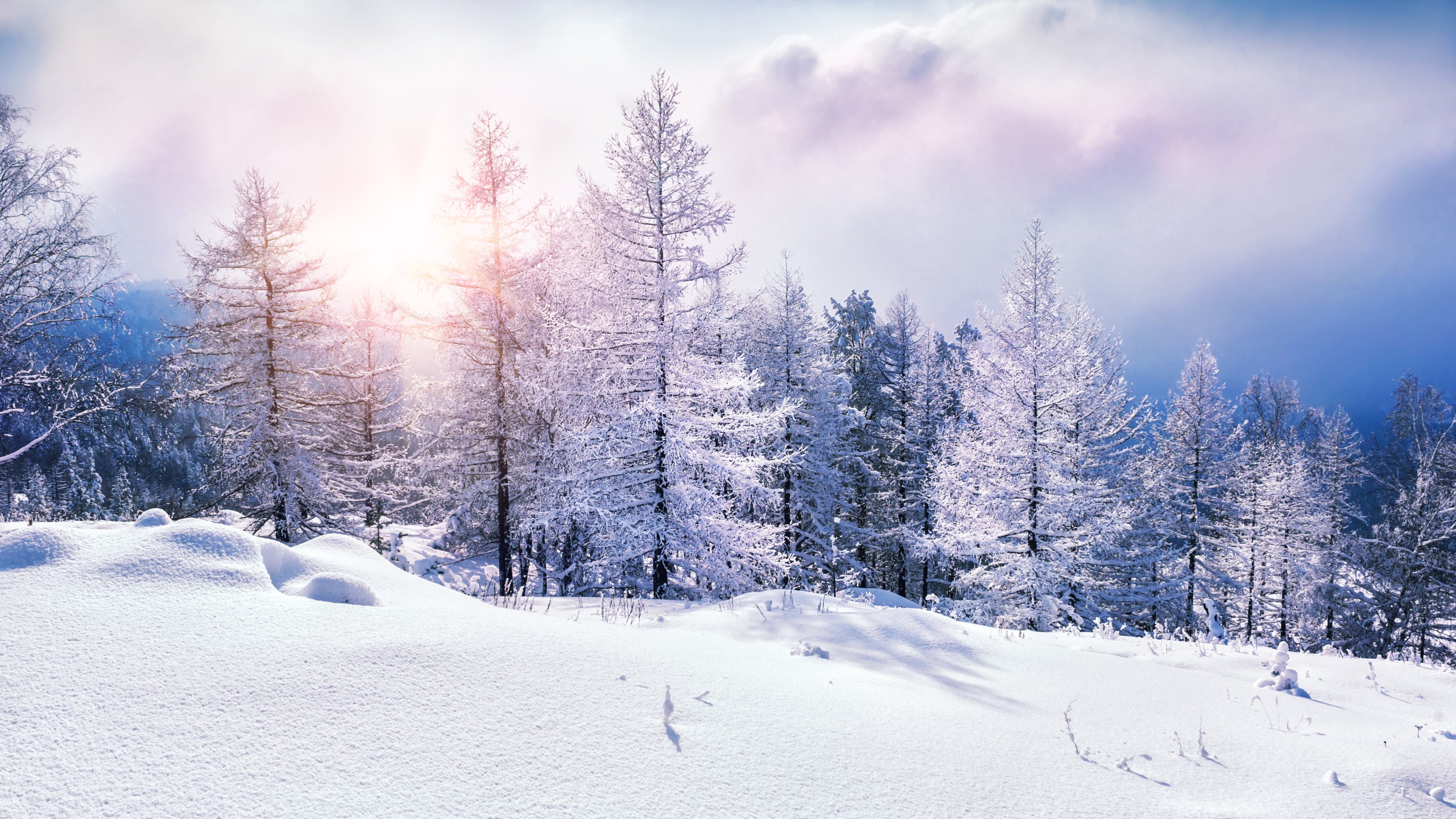 Wallpaper forest, snow, winter, clouds, 8k, Nature 17356