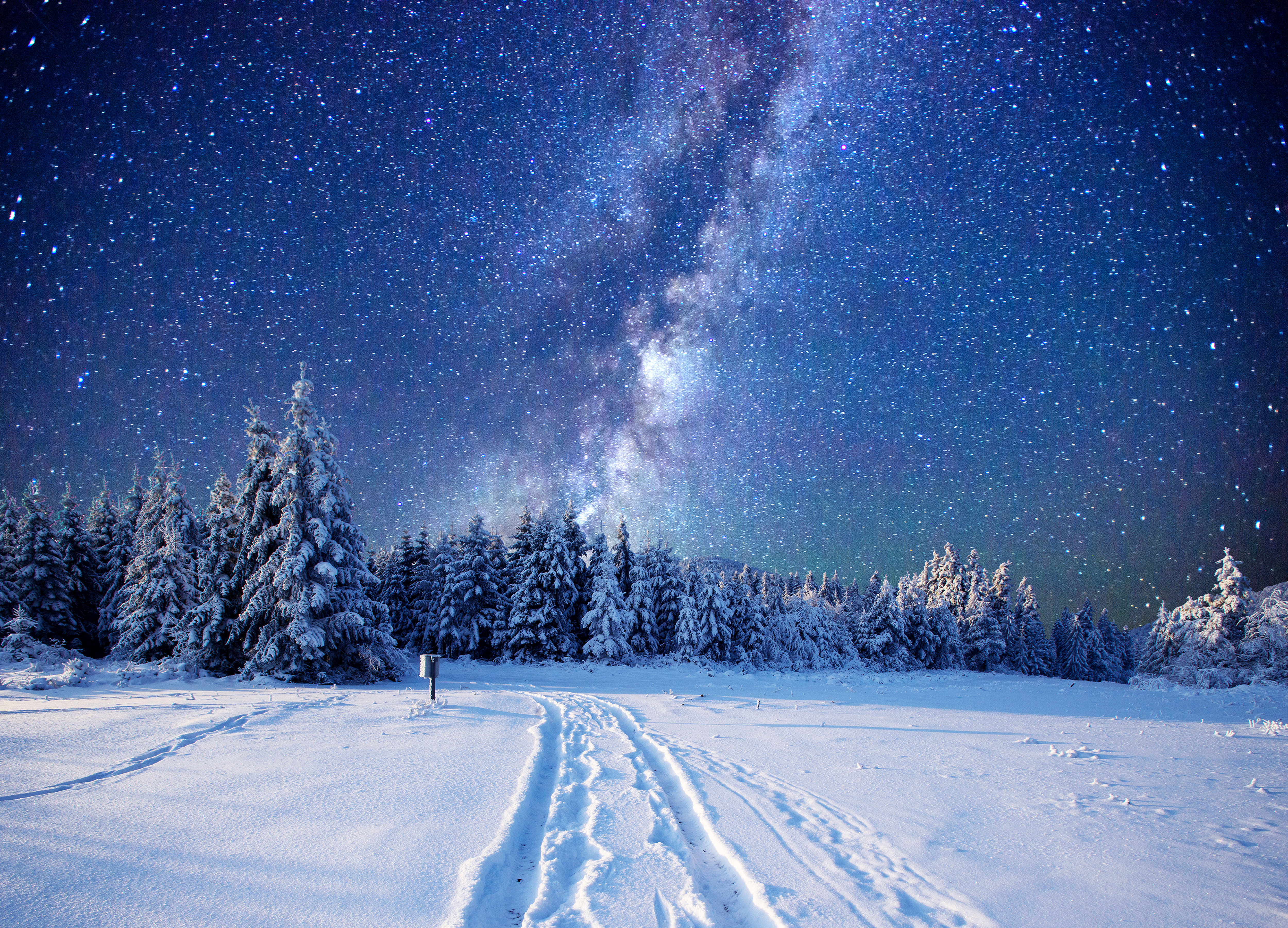 Wallpaper forest, snow, winter, sky, stars, night, 5k, Nature #17354