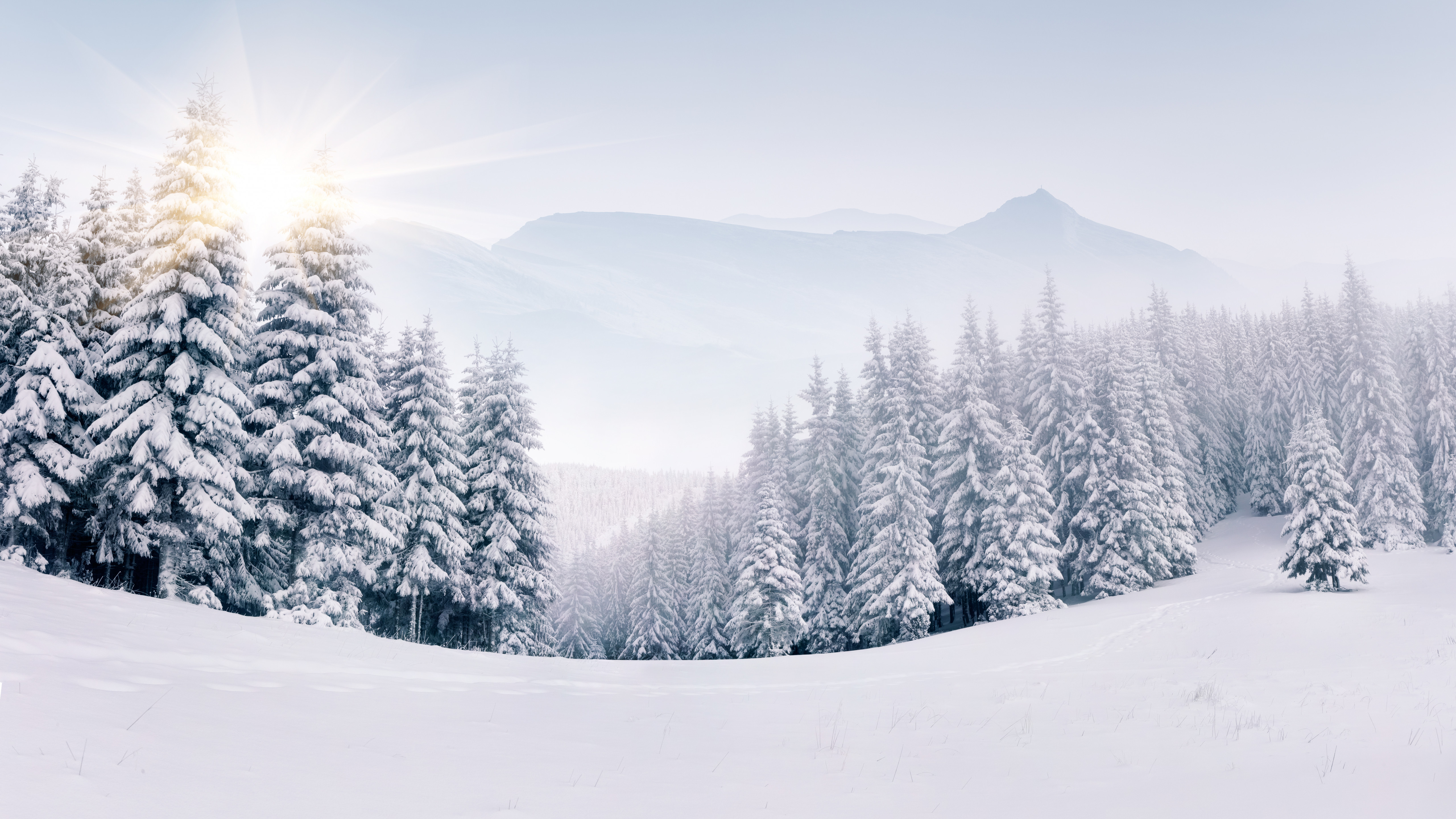 Wallpaper forest, snow, winter, 5k, Nature #17355