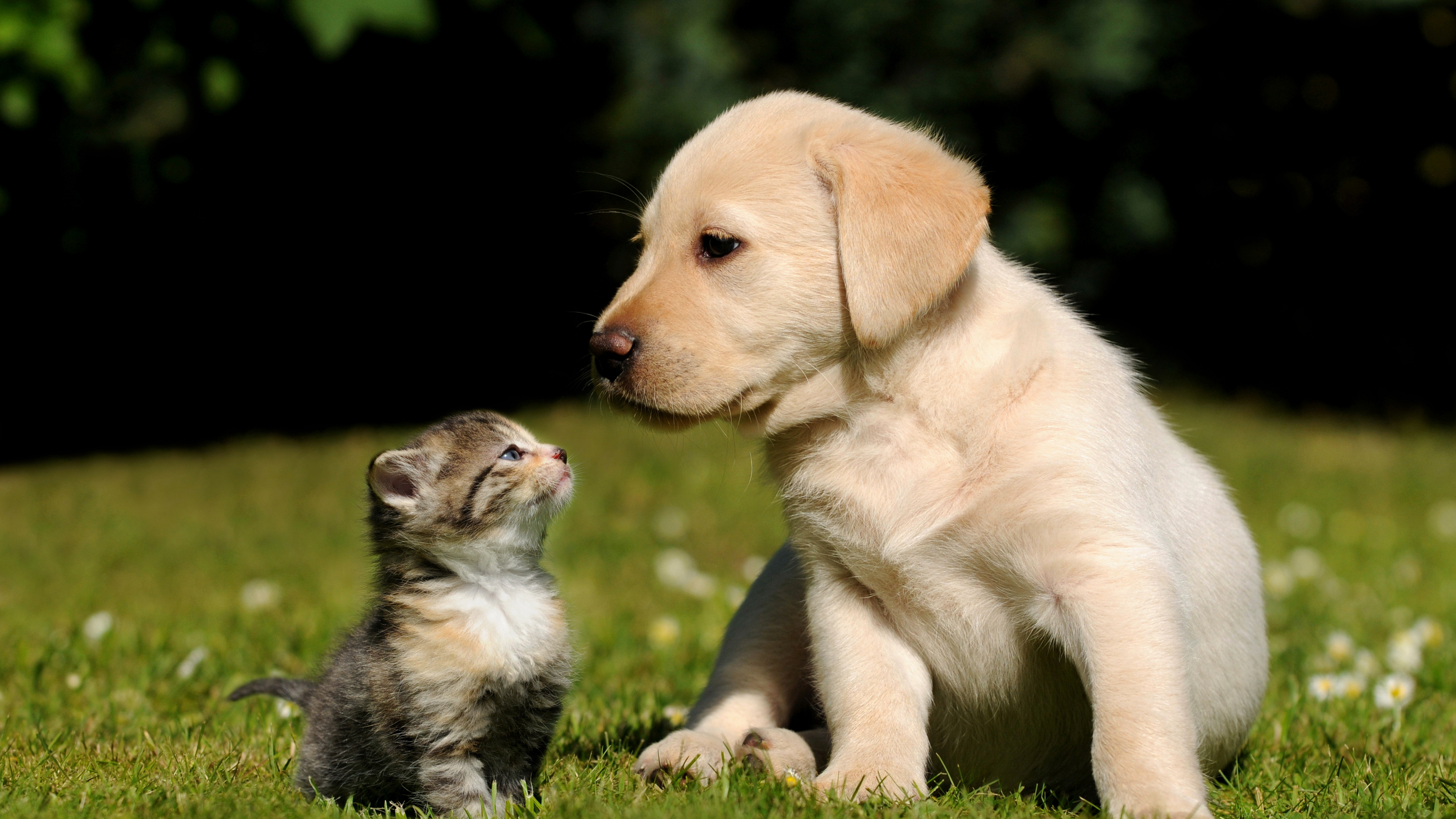 Wallpaper Friends, cat, dog, puppy, kitty, green, grass, sunny day, cute,  pet, Animals #721 - Page 2