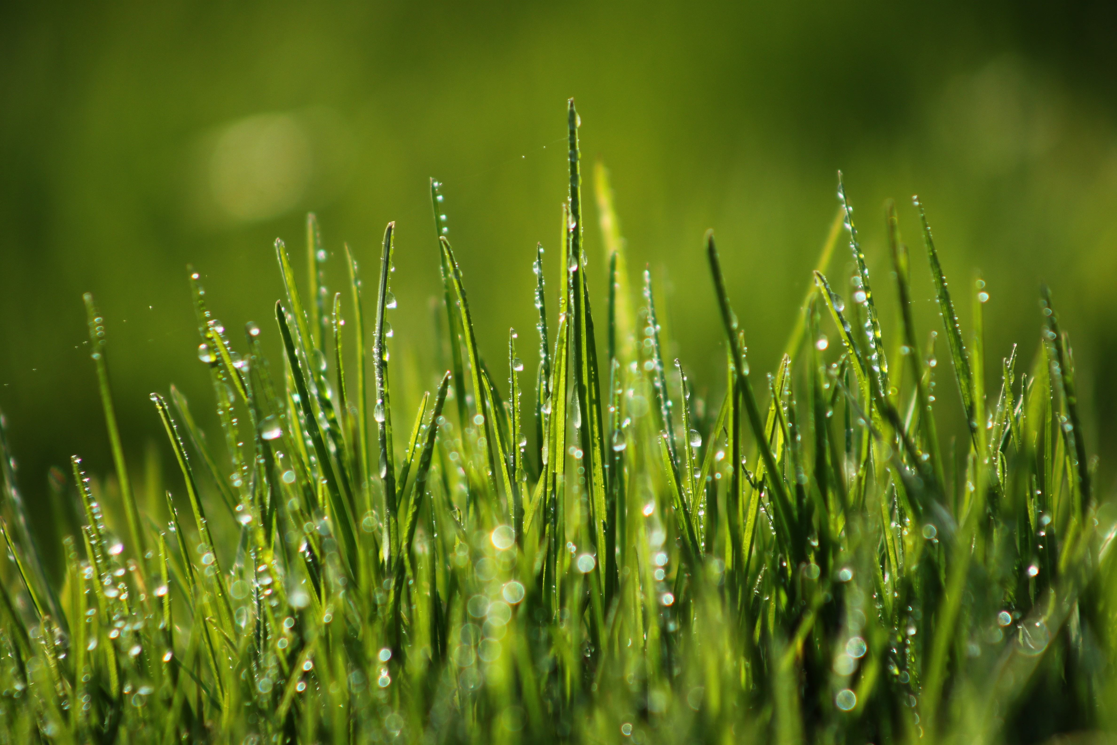 Темно-зеленая трава макро съемка скачать