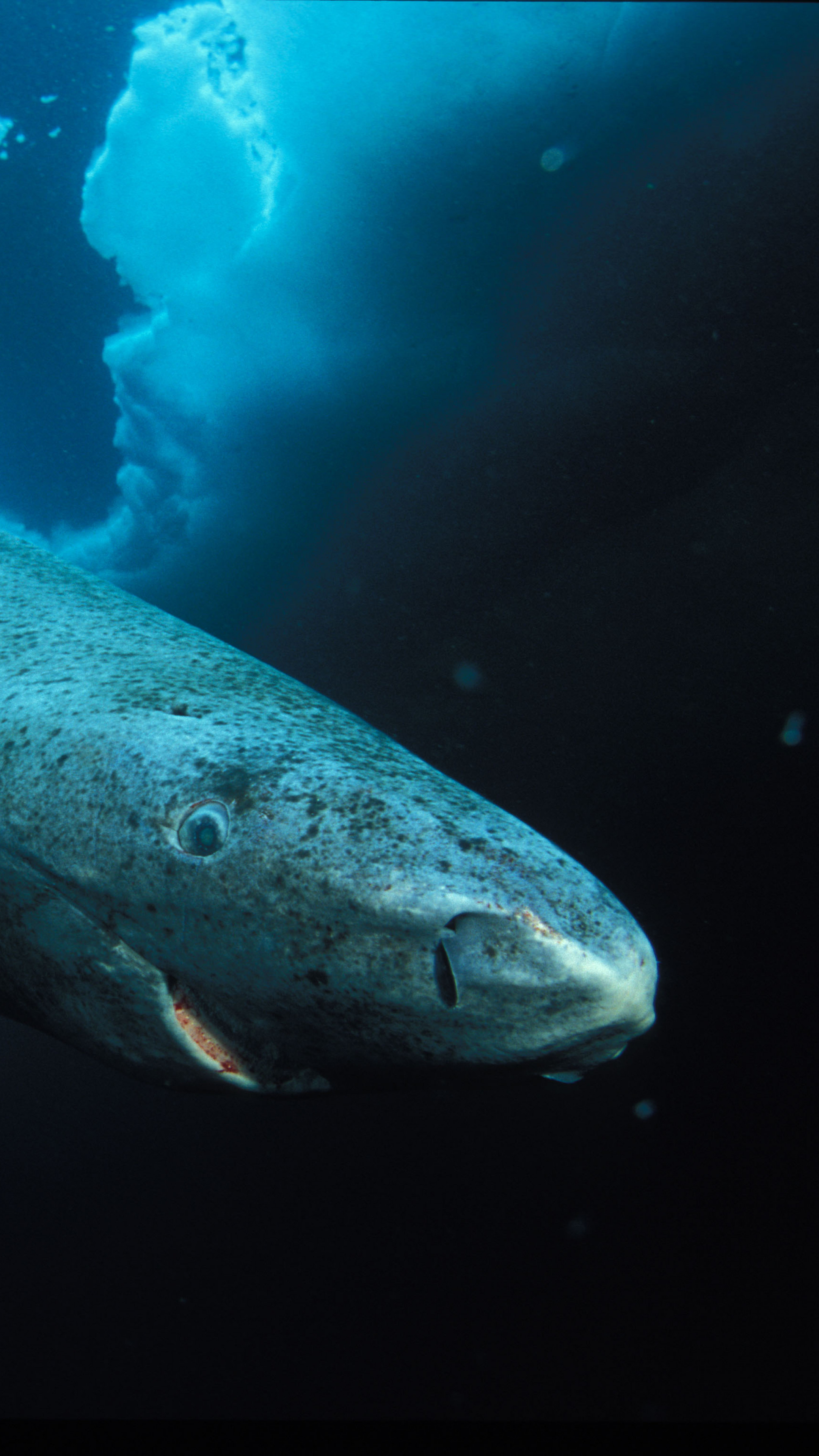 Акулы ледовитого океана. Гренландская Полярная акула. Голландская Полярная акула. Гренланскаяпалярнаяакула. Гренландская Полярная акула 512 лет.