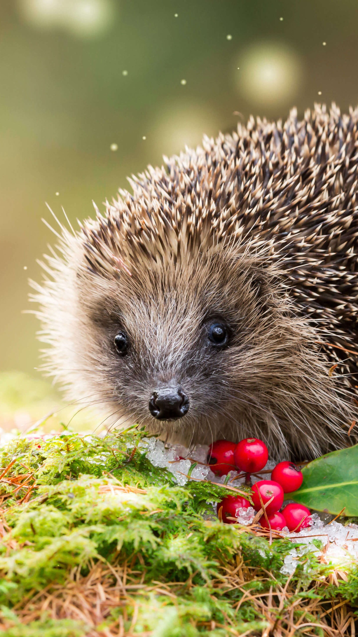 180+ Hedgehog HD Wallpapers and Backgrounds