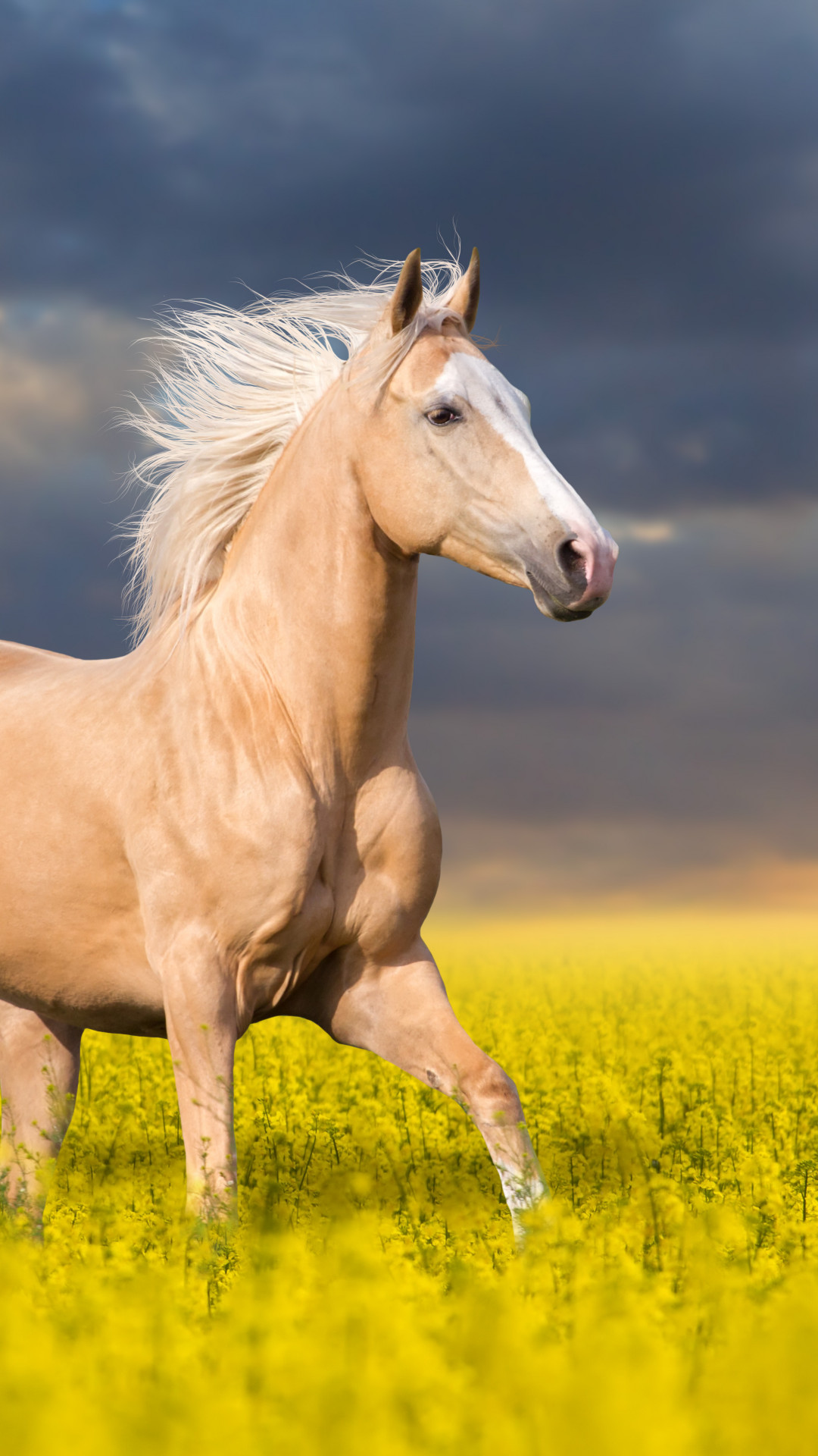 Horse Pictures For Wallpaper